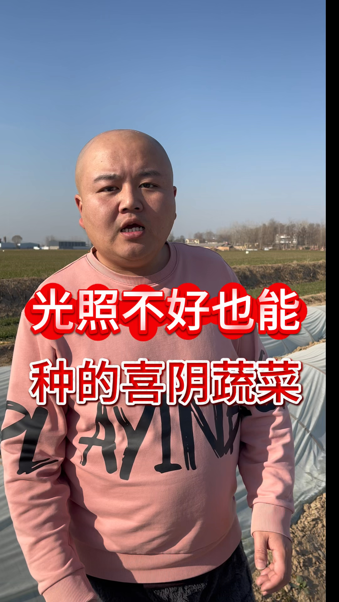 光照不好也能种的喜阴蔬菜