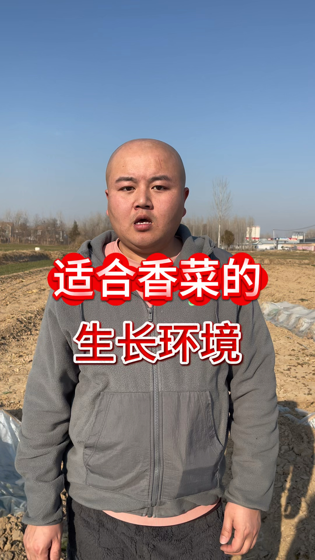 适合香菜的生长环境