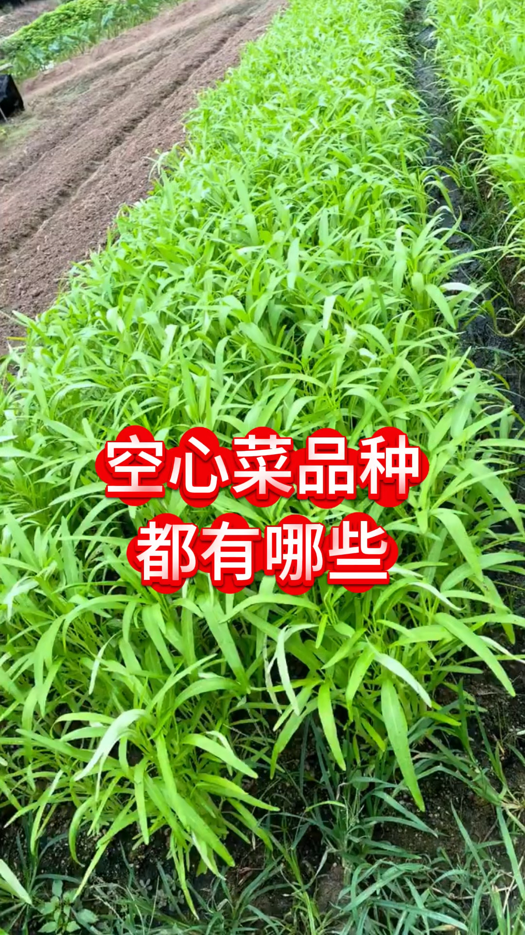 空心菜品种都有哪些