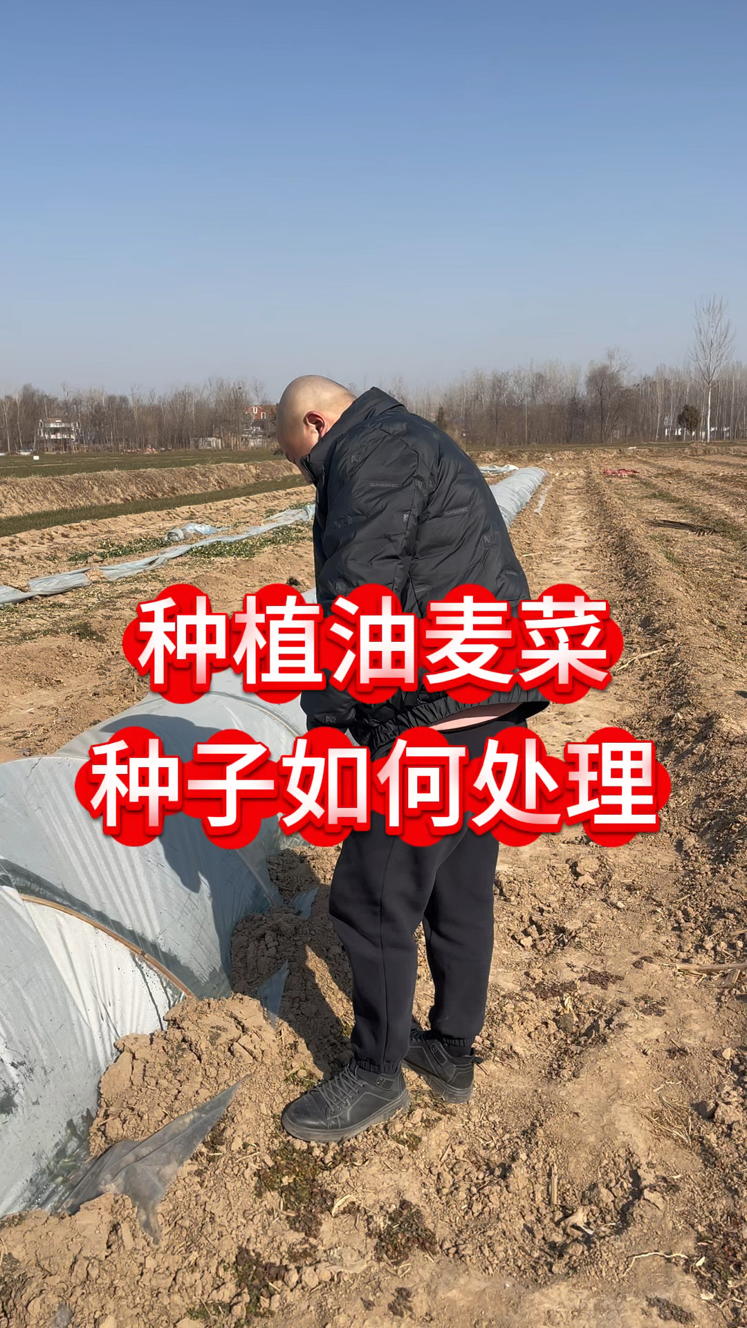 种植油麦菜种子如何处理