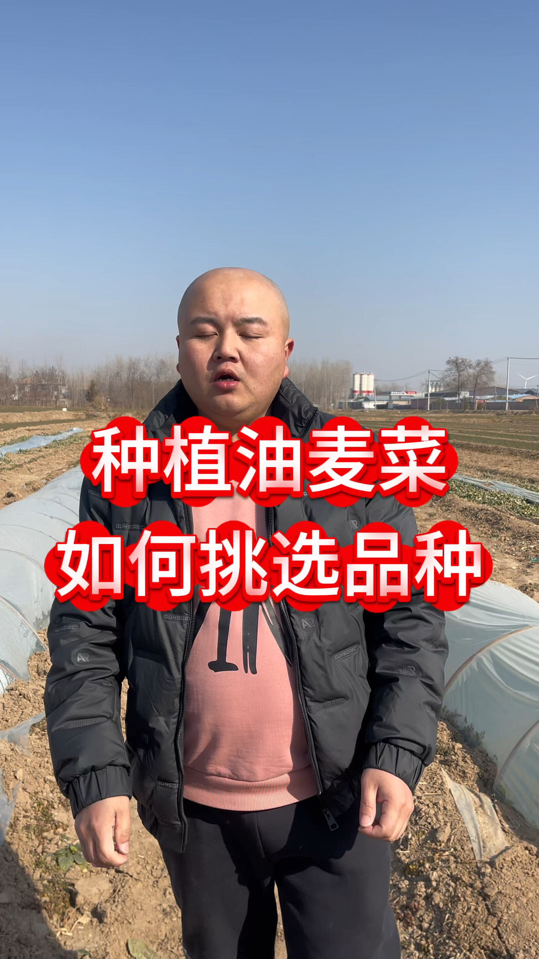 种植油麦菜如何挑选品种