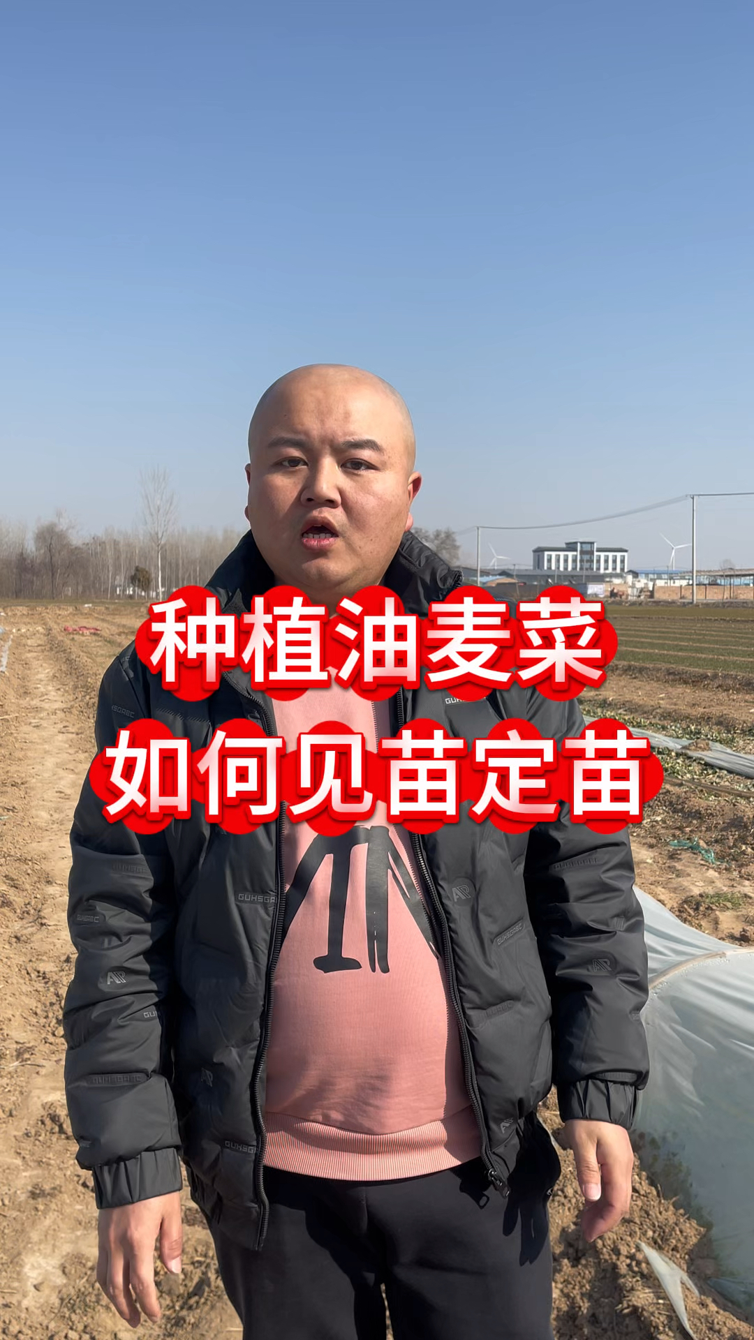 种植油麦菜如何见苗定苗