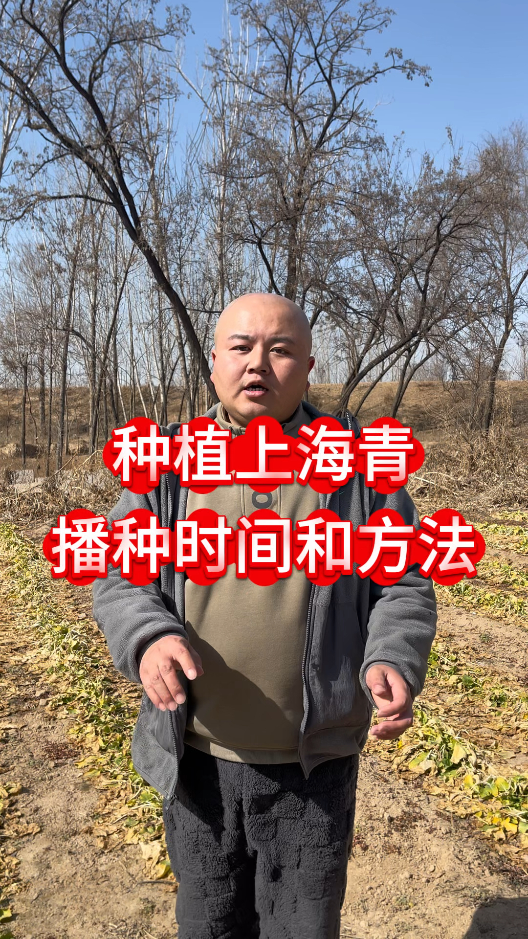 种植上海青播种时间和方法