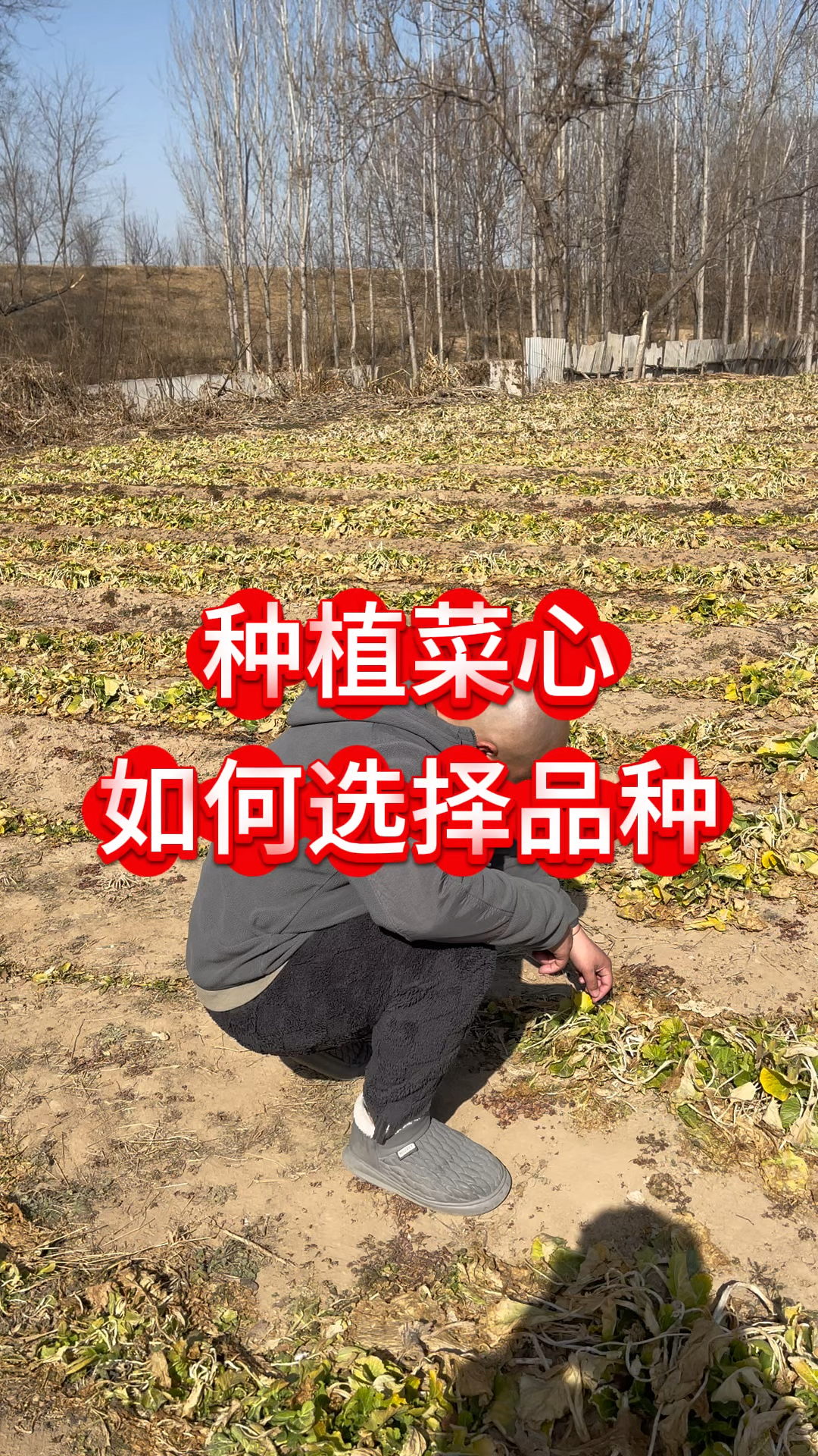 种植菜心如何选择品种