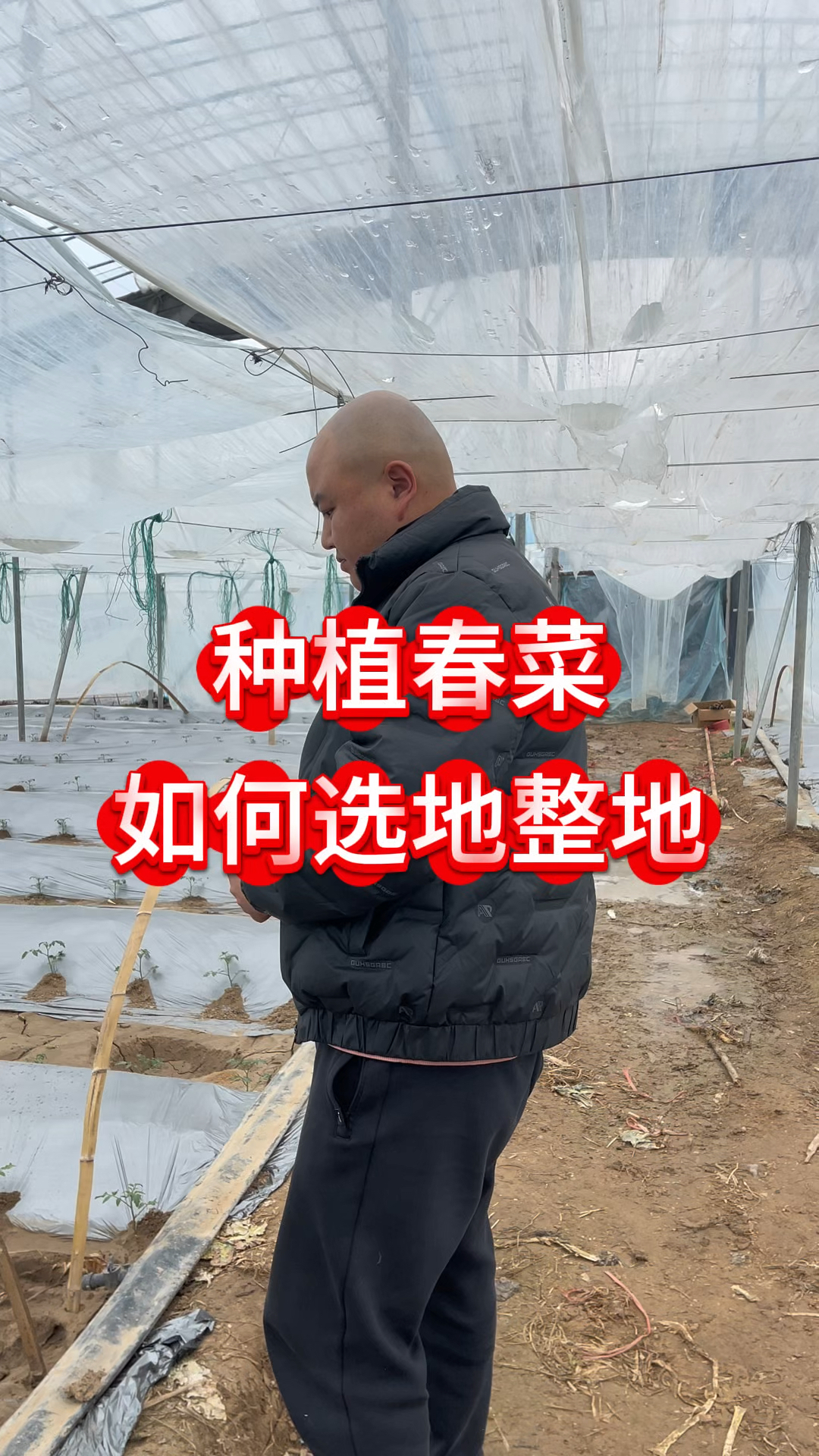 种植春菜如何选地整地