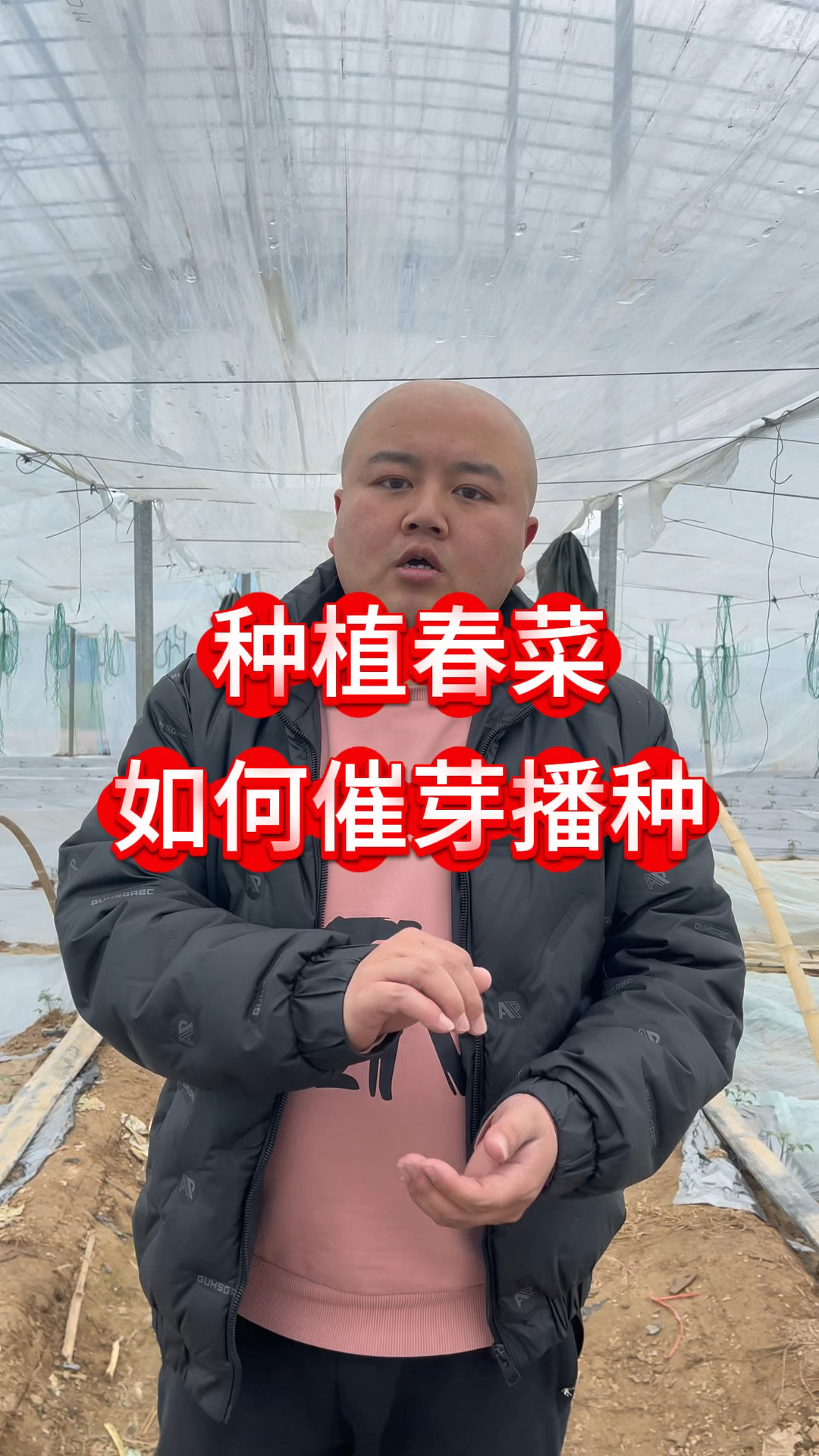 种植春菜如何催芽播种