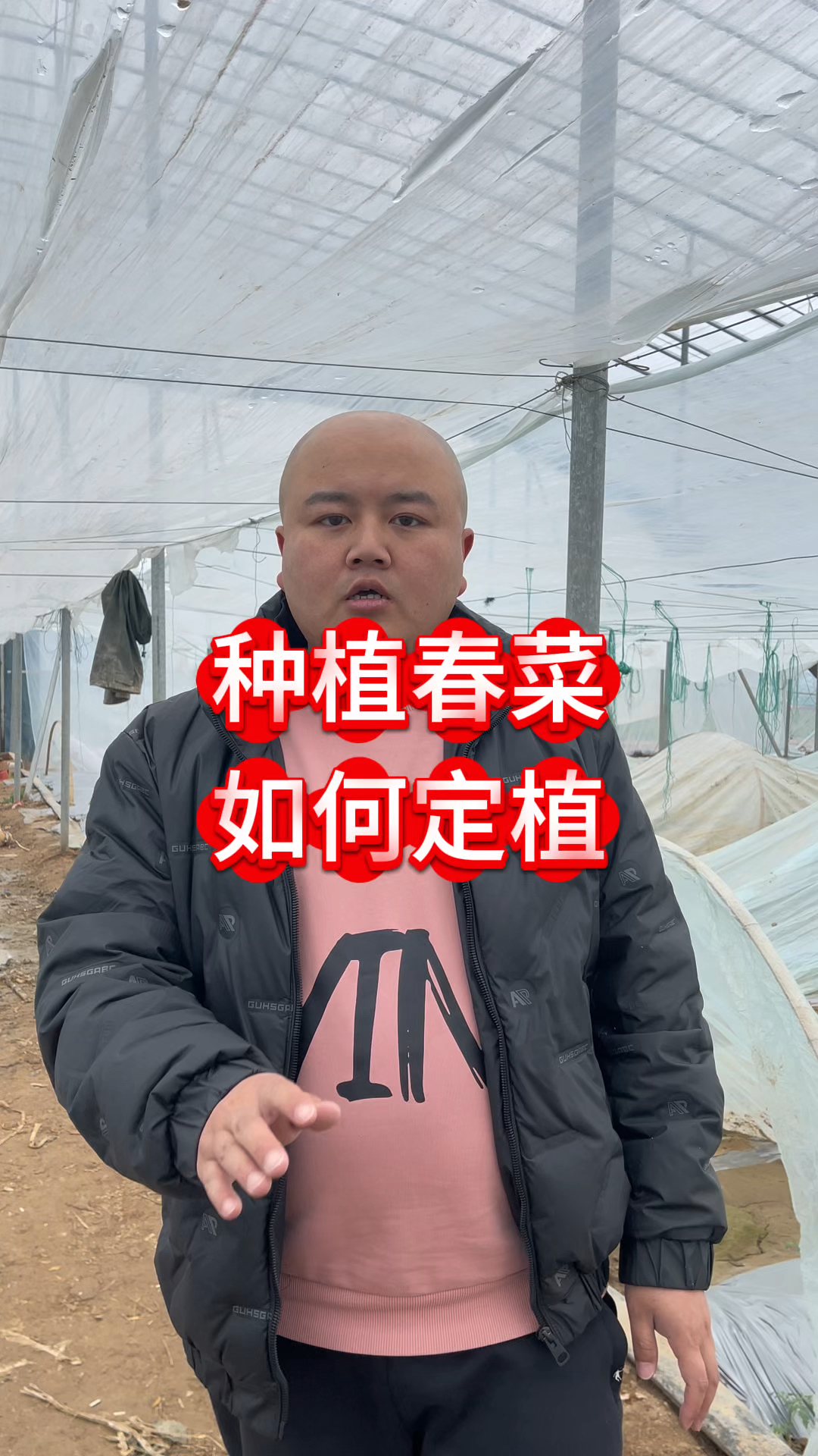 种植春菜如何定值