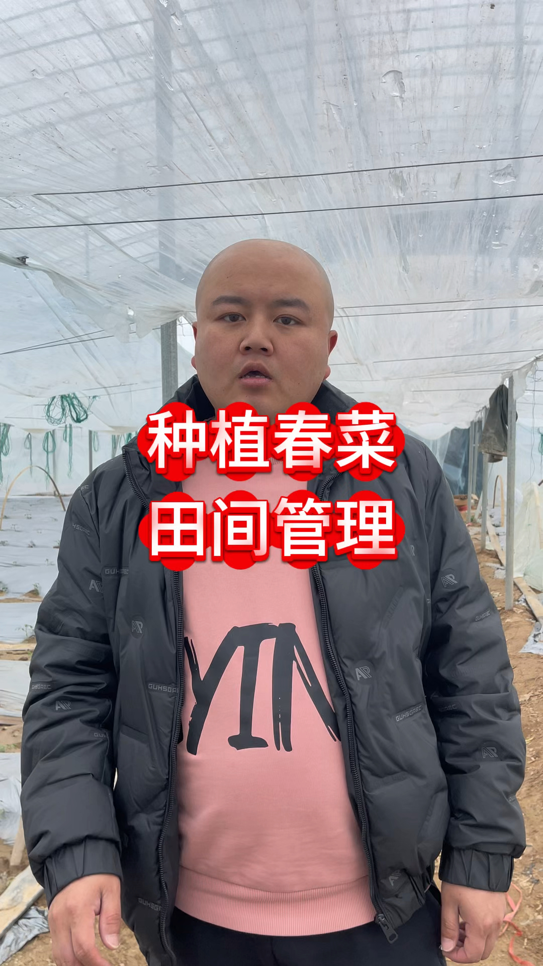 种植春菜田间管理