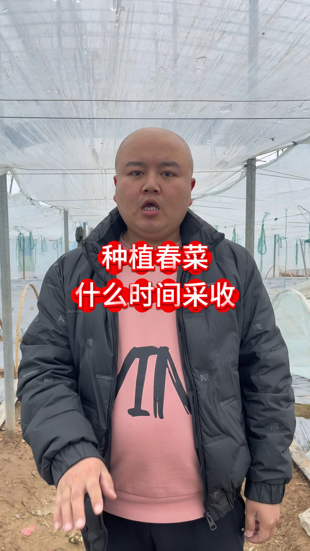 种植春菜什么时间采收