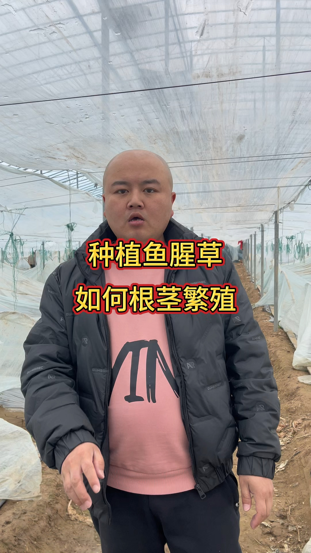 种植鱼腥草如何根茎繁殖