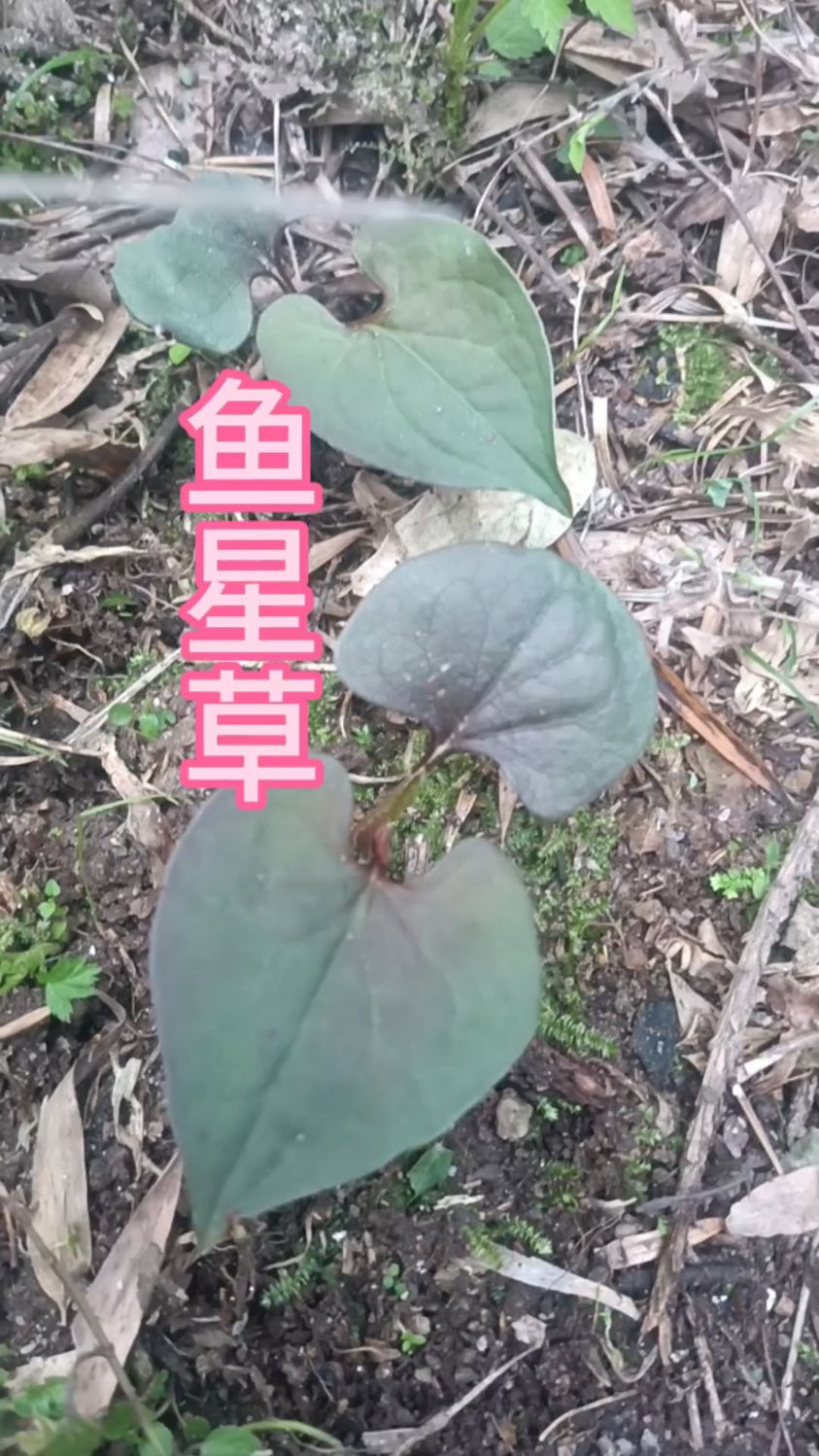 认识植物鱼腥草苗