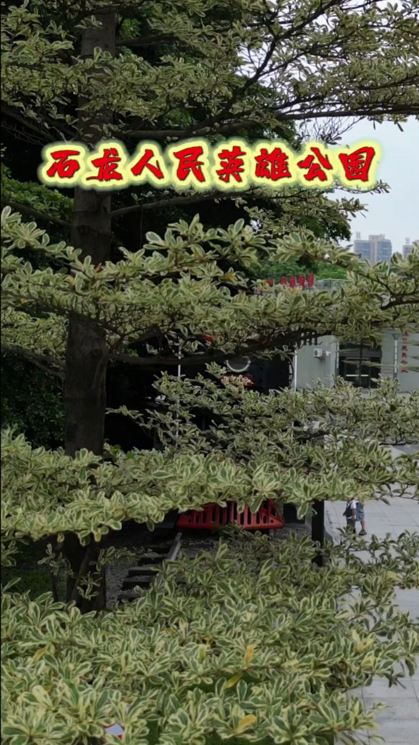 这是一台承载着无数人梦想的#”石龙号“蒸汽式火车。