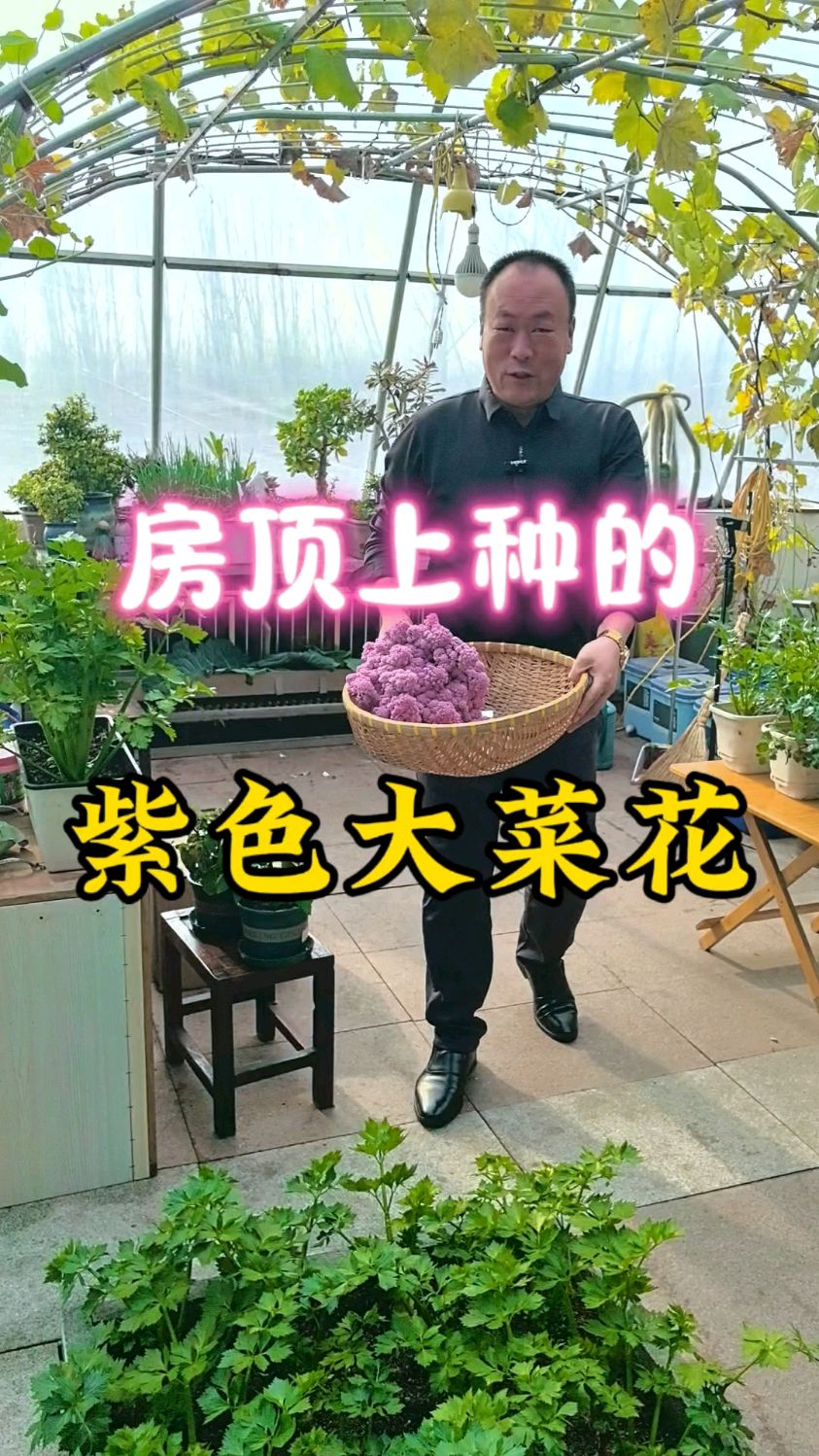 你们见过这样的紫菜吗?这是老庄在房顶上种的紫菜漂亮吧!