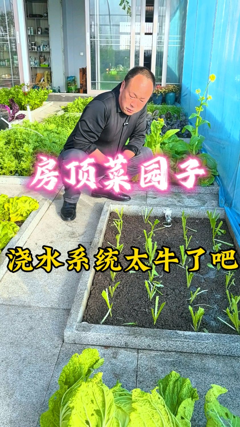 房顶菜园大叔在房顶上设计的这菜园浇水系统,你们说牛不牛!