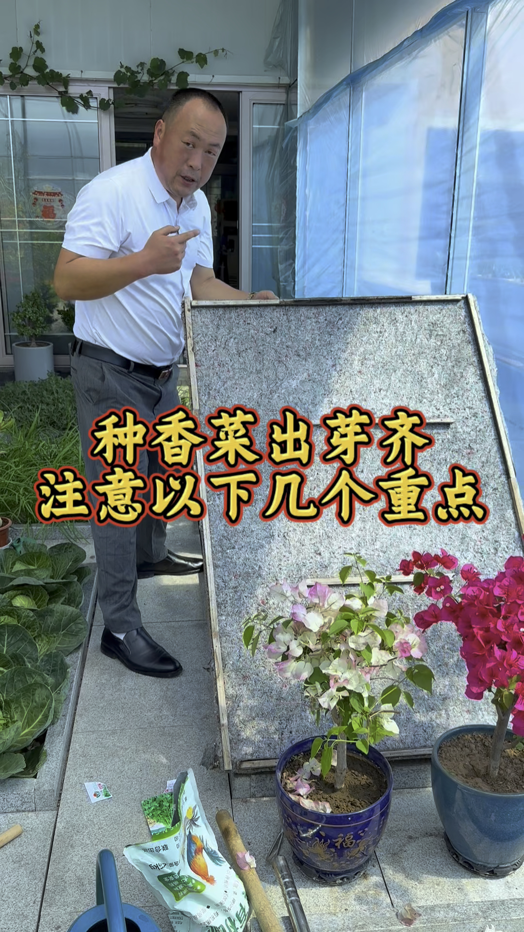 香菜种植注意以下几点,香菜出芽齐出芽好!现在种香菜及时吃