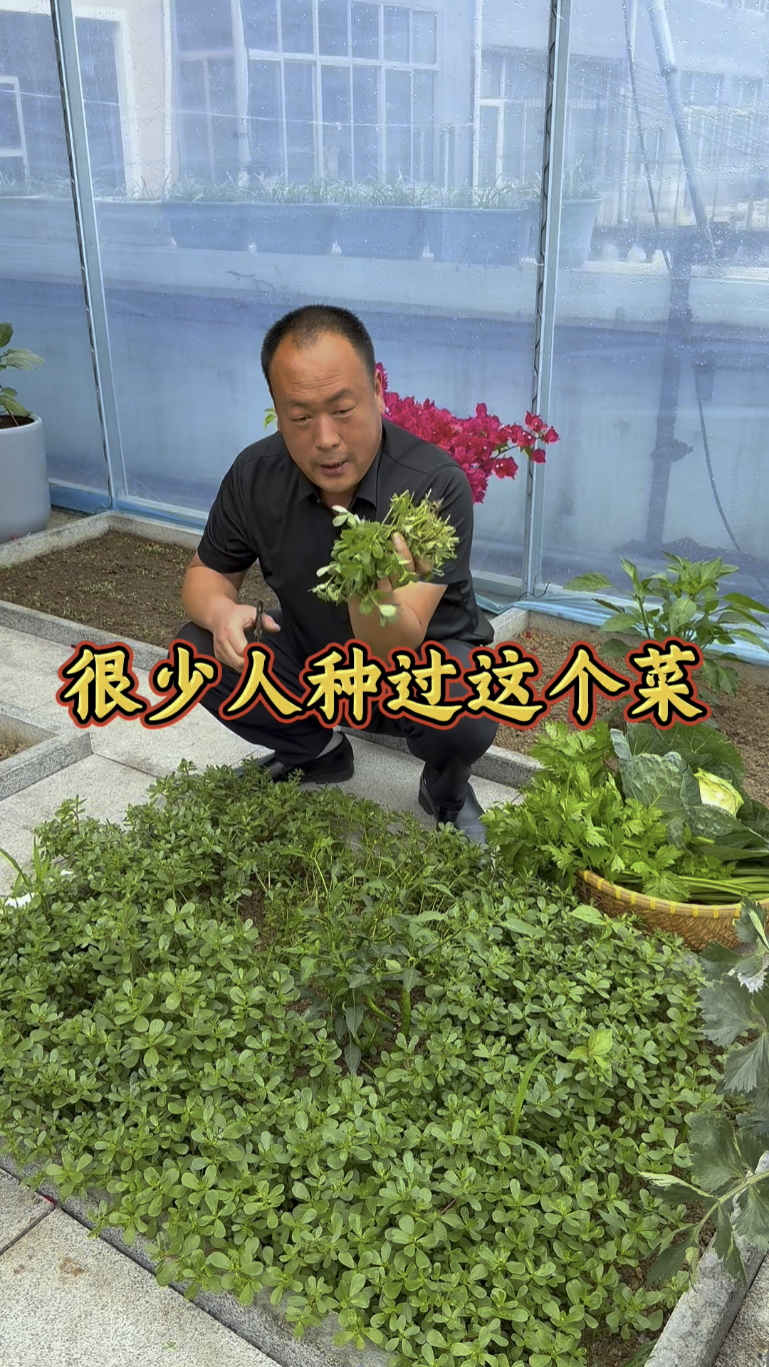 谁家房顶种菜,谁家种马齿苋,房顶菜园大叔种的!