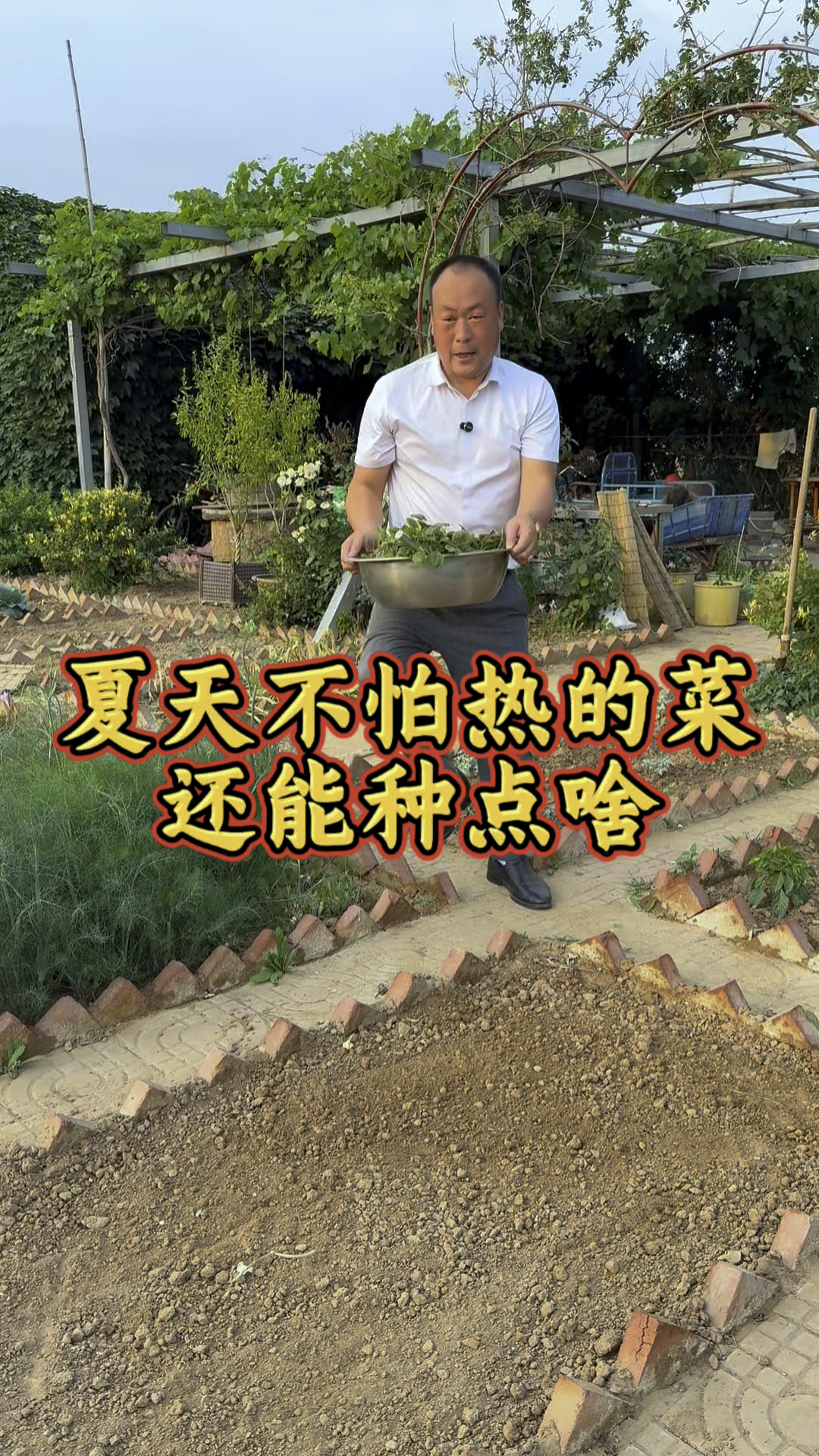 夏天不怕热的菜,那就种点红苋菜,移栽了长大棵,可以反复剪着吃