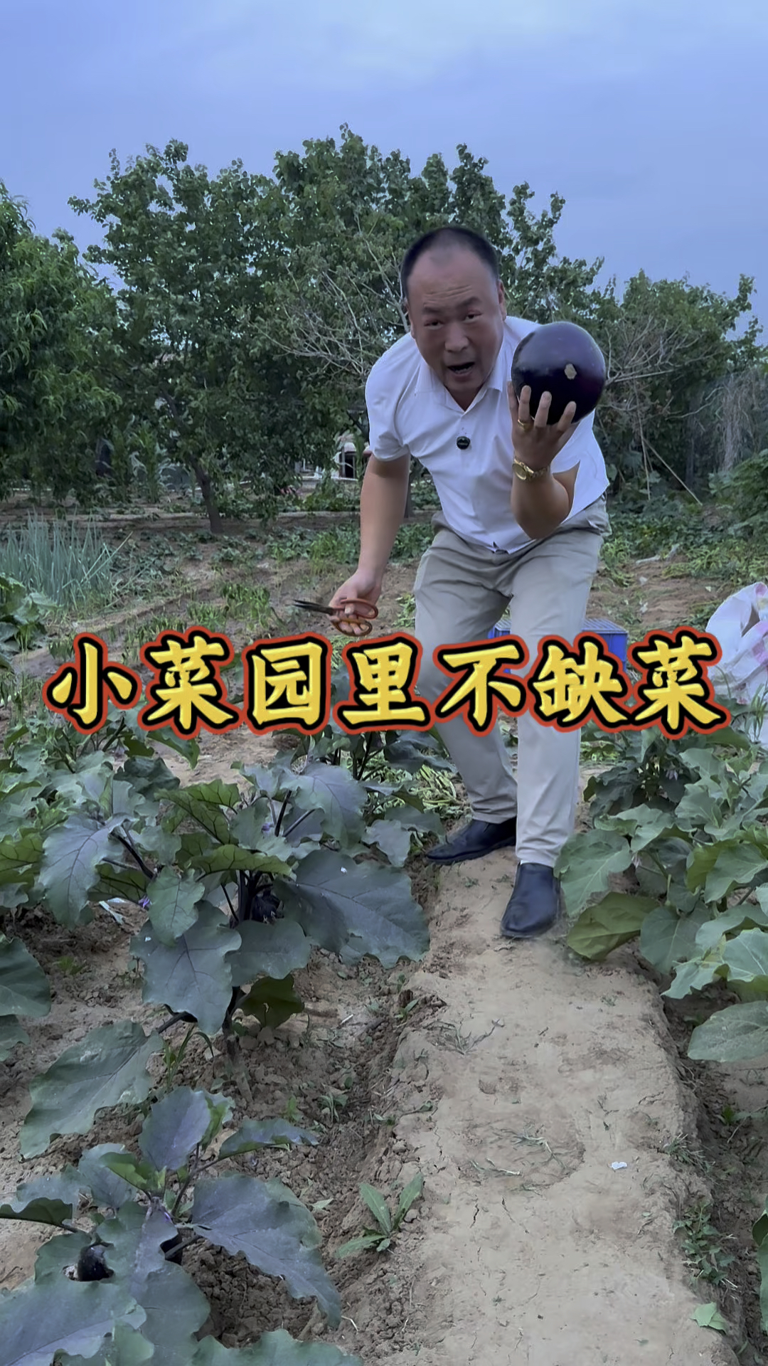小菜园里不缺菜,春天种下的各种小菜,现在都可以采收了!