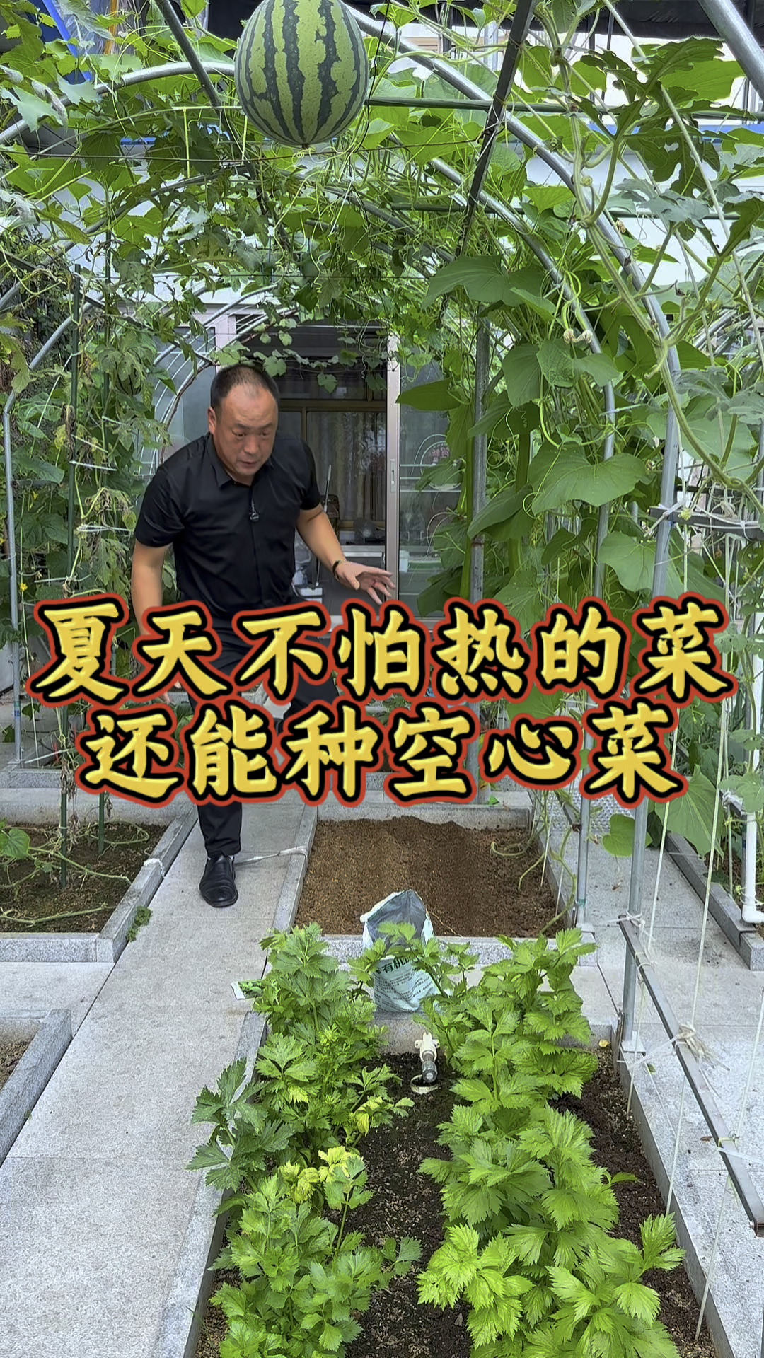 天气热了,不怕热的菜还可以种点空心菜! #房顶菜园 #空心菜种植