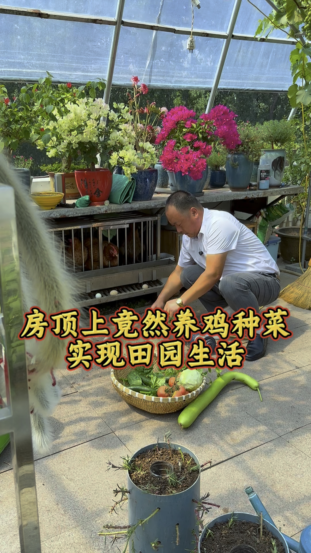 房顶上竟然养鸡种菜过上了自娱自乐的田园生活,你敢相信吗?