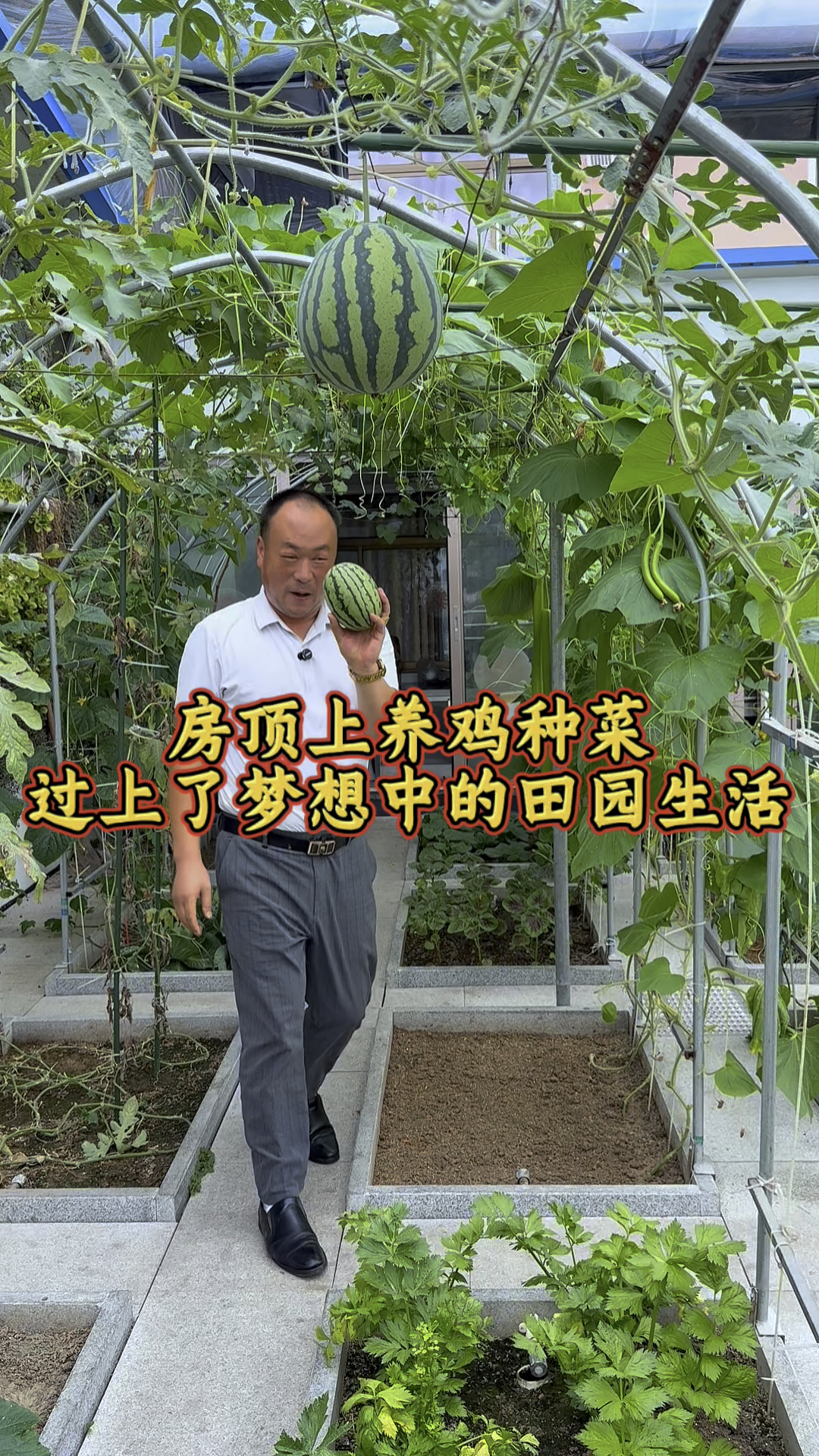 在房顶上养鸡种菜过上了幸福的田园生活!你们喜欢这样的生活吗