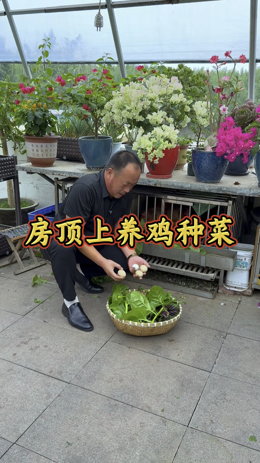 房顶上种菜养鸡你敢相信吗?各种小菜还种的绿油油的!