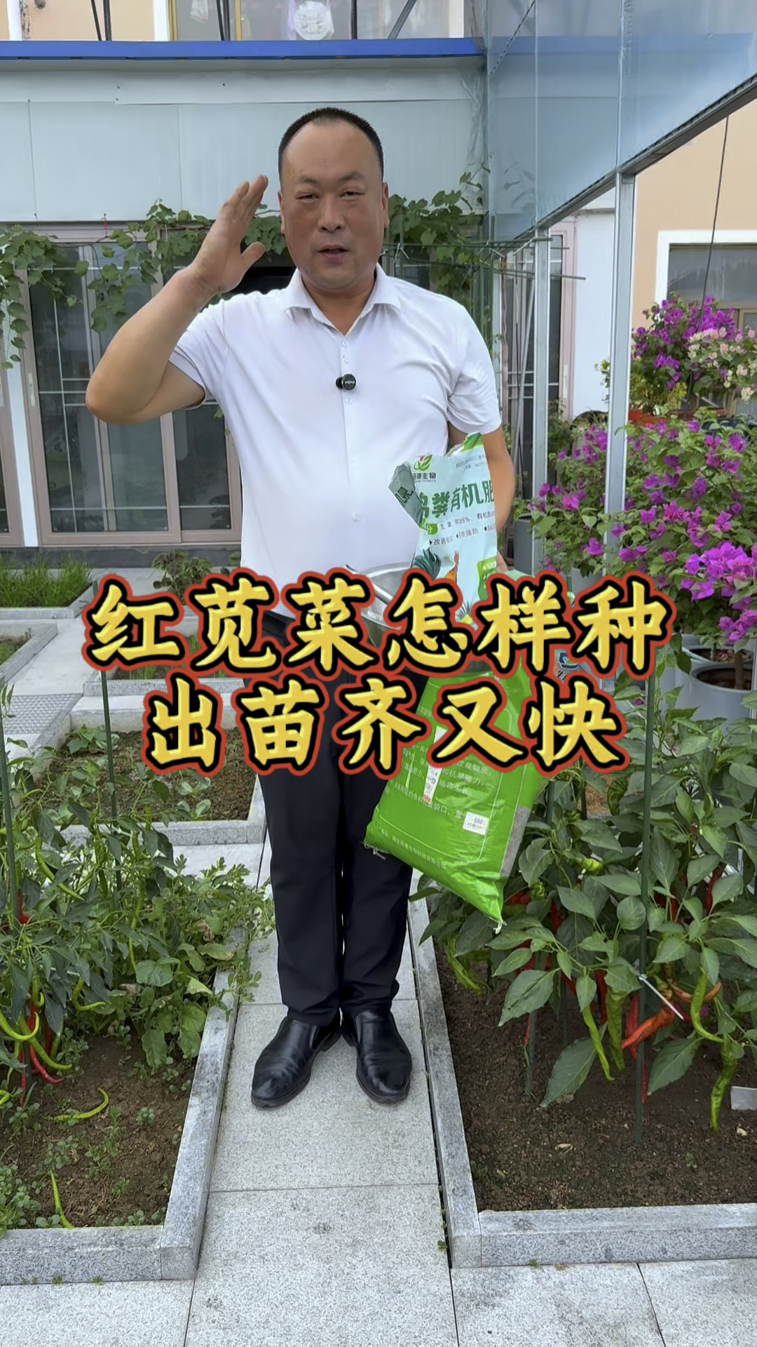不怕热的菜,现在可以种点红苋菜,包饺子吃鲜到脚后跟!