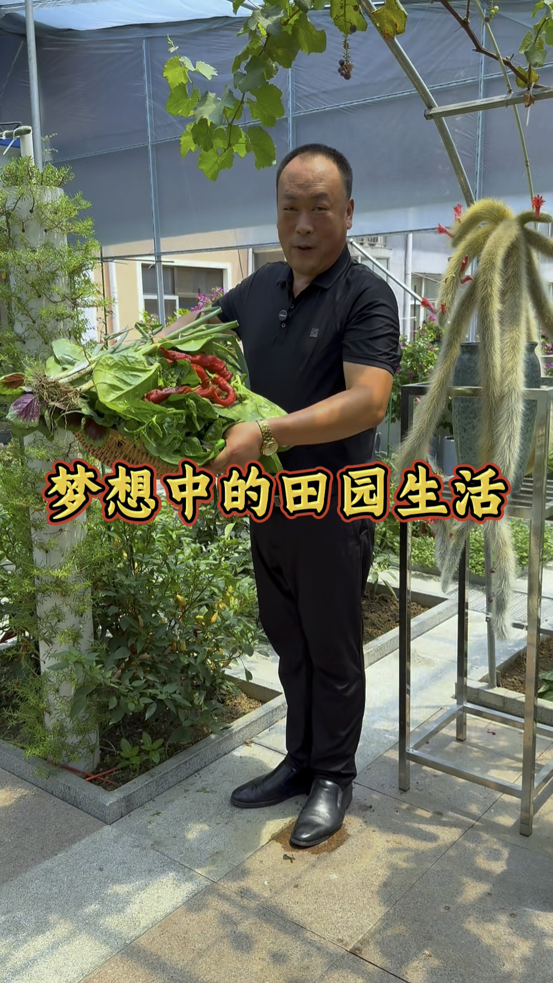 夏天不怕热的菜,还可以种点红苋菜和木耳菜!