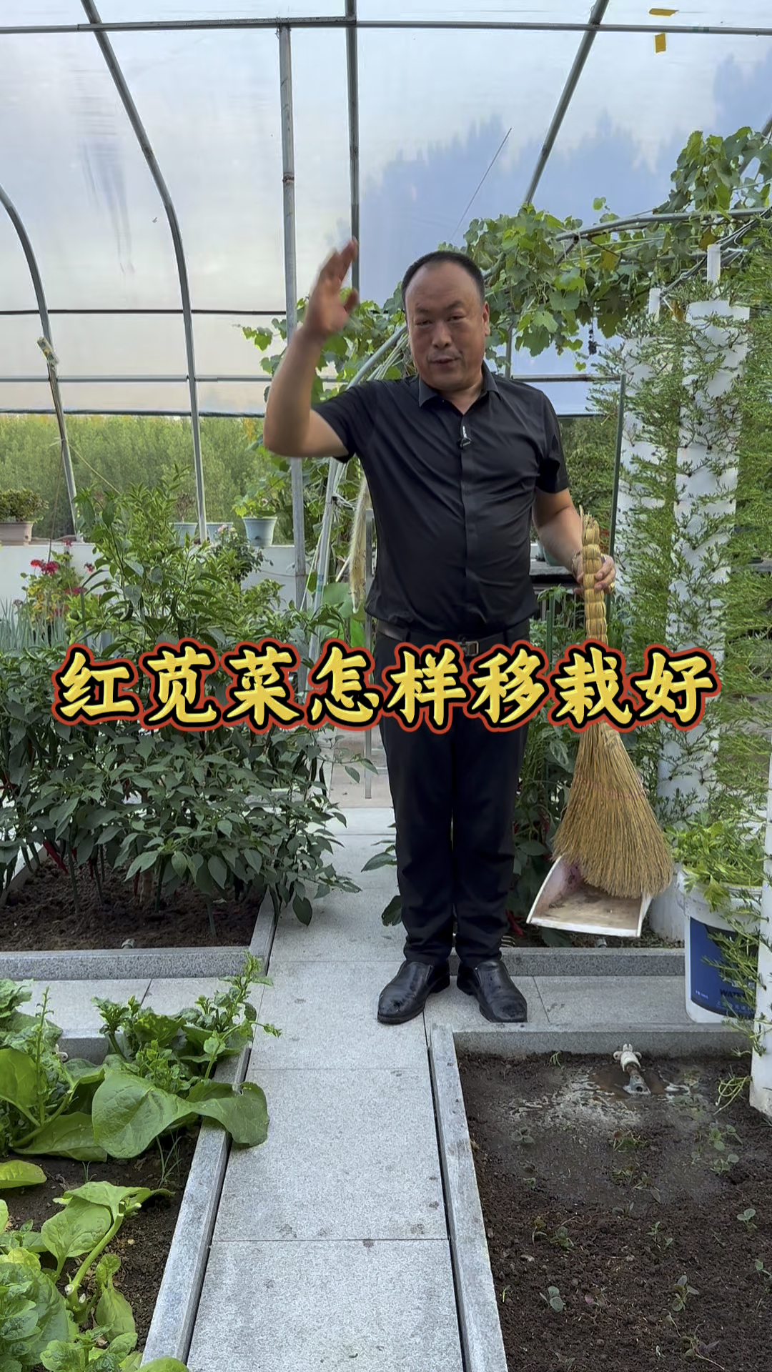 夏天不怕热的菜可以种点红苋菜,移栽了长大棵,包饺子吃鲜到脚后