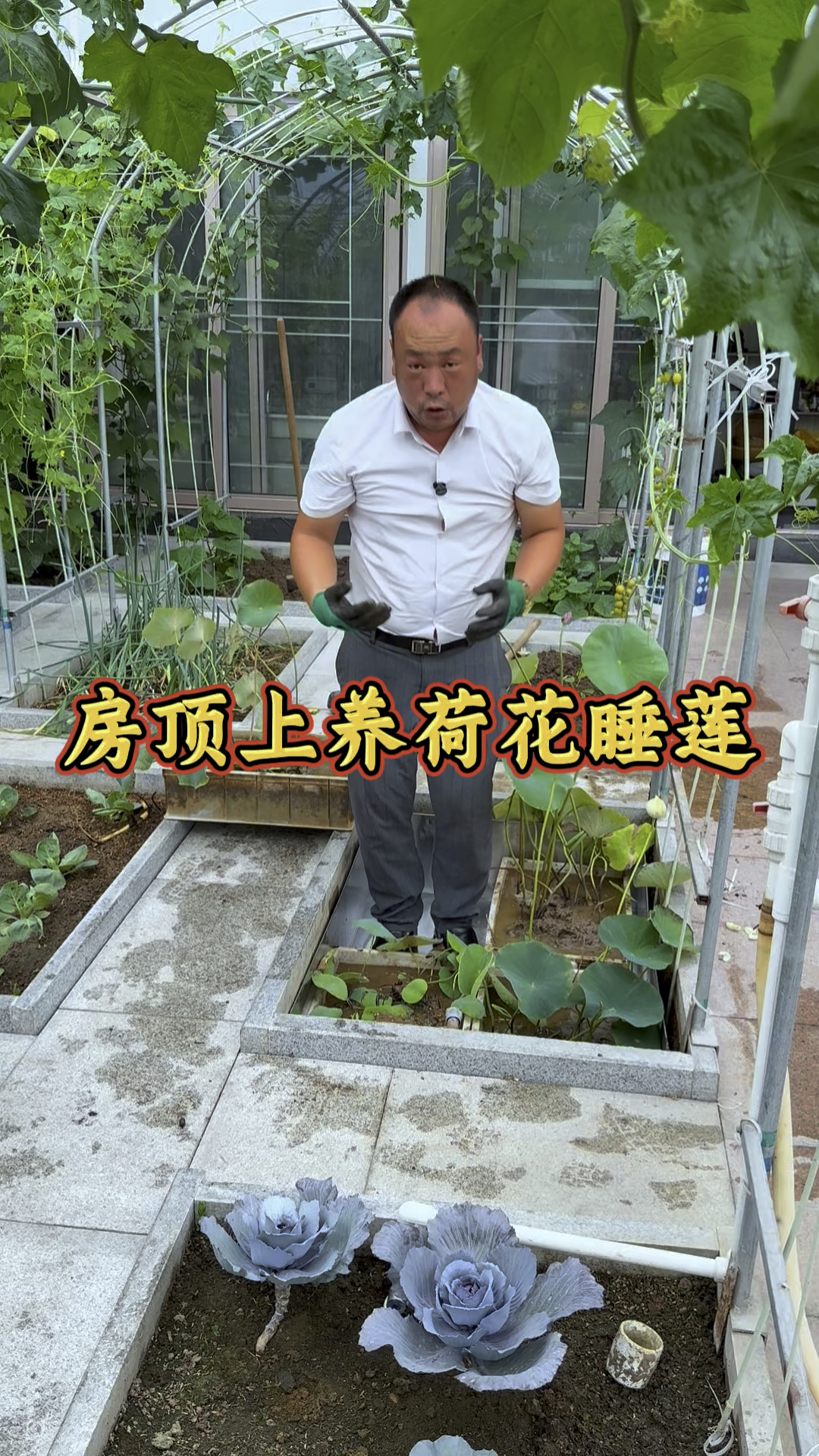房顶上不仅种菜，还要美景享受，养点荷花睡莲吧！ #乡村美景