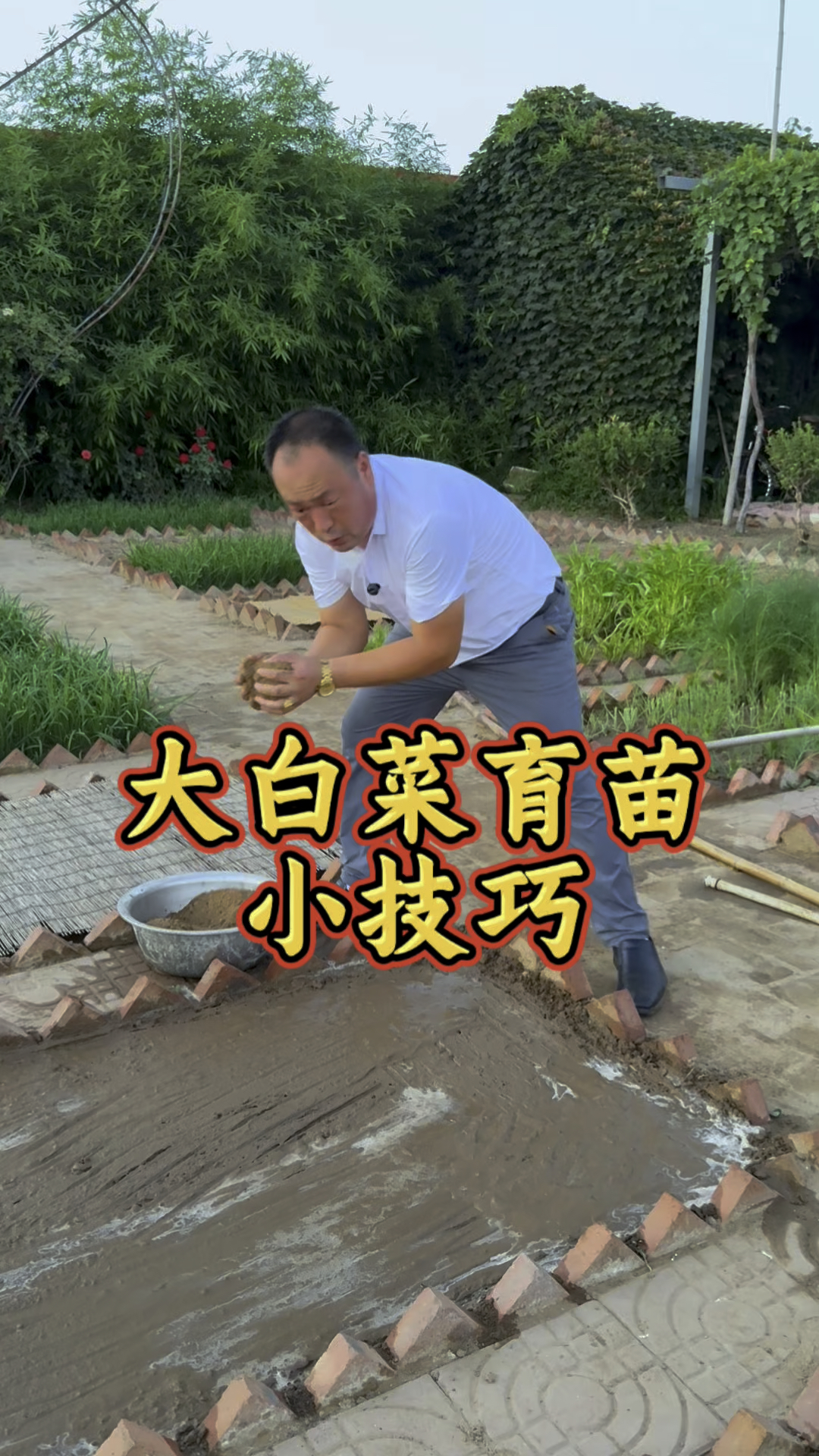 大白菜育苗移栽好处多，不浪费苗还简单，一样长大白菜！