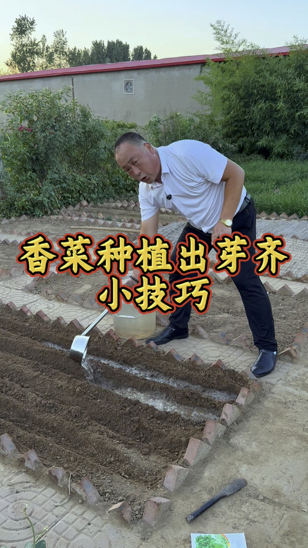 香菜要想出苗齐，注意以下几个重点！ #种植小技巧