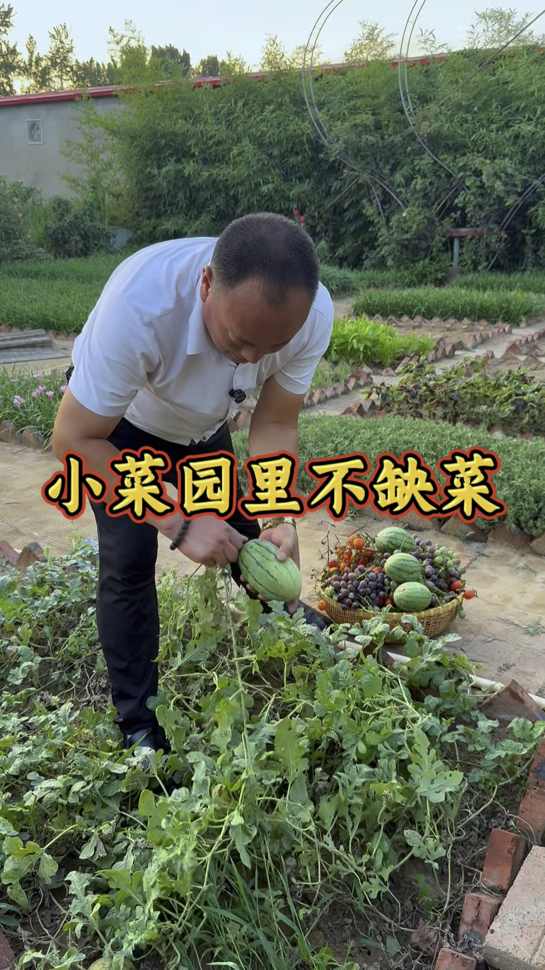 小菜园里不缺菜,吃不完根本吃不完! #我的小菜园 #庄哥的小菜园