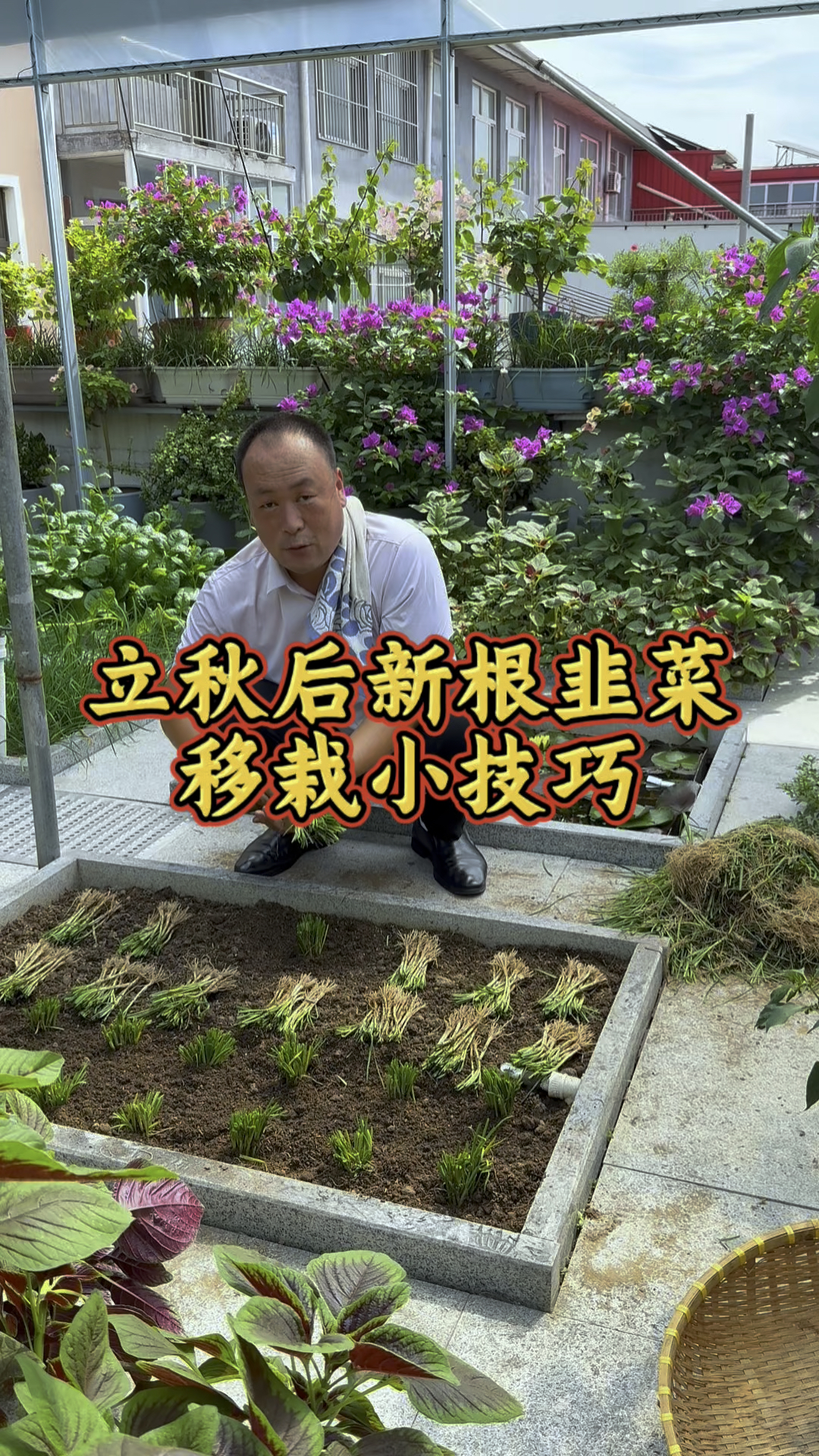 立秋又到了移栽韭菜根的最佳季节了,要想栽好韭菜根一定注意