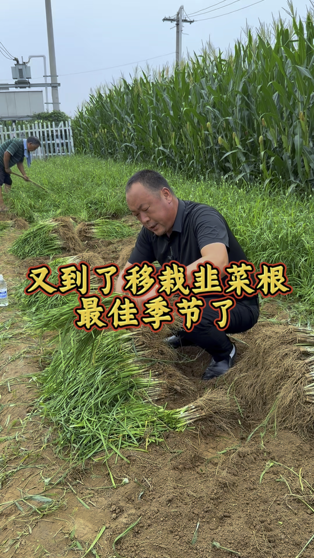 移栽韭菜根长的好,选好新根是重点, #在家种菜 #韭菜根
