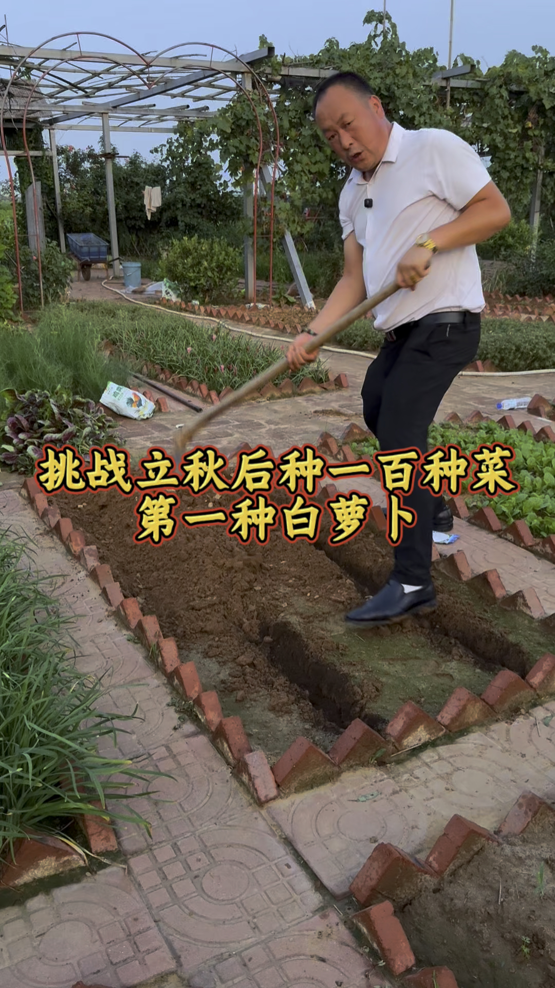 挑战立秋后种植100样蔬菜,第一种白萝卜, #新农人挑战