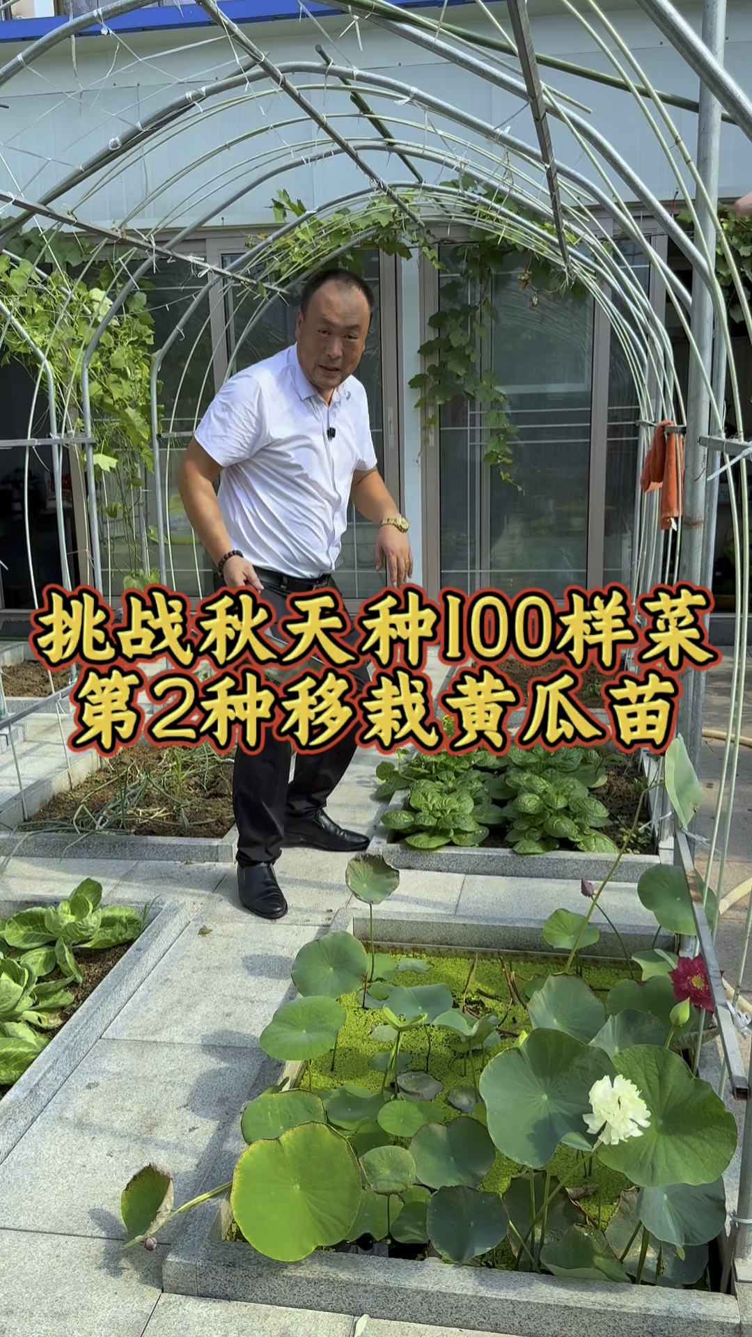 挑战立秋后种一百种蔬菜,第二种移栽嫁接黄瓜苗! #新农人挑战