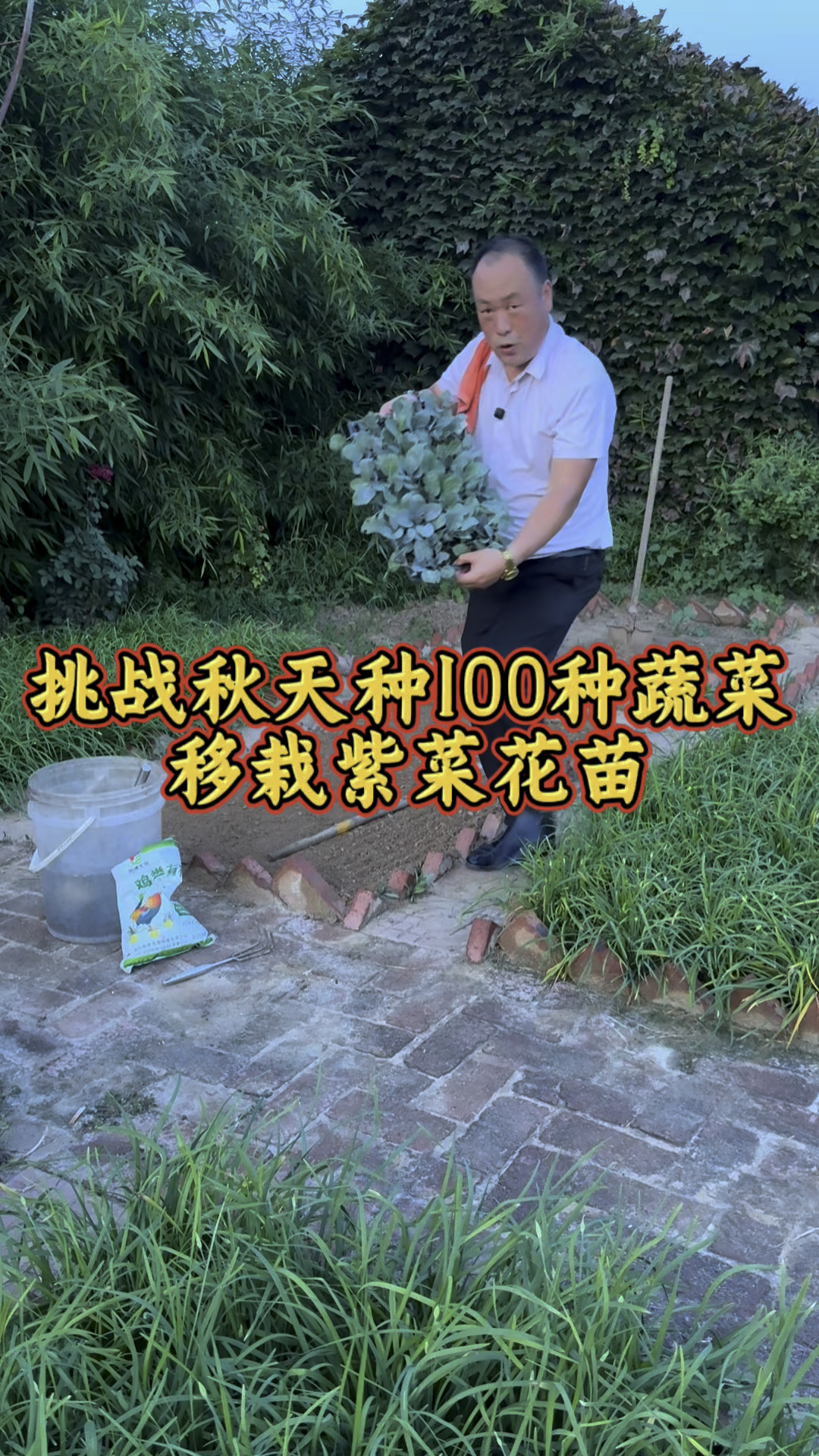 挑战立秋后种100种蔬菜,第四种紫花菜种植 #新农人挑战