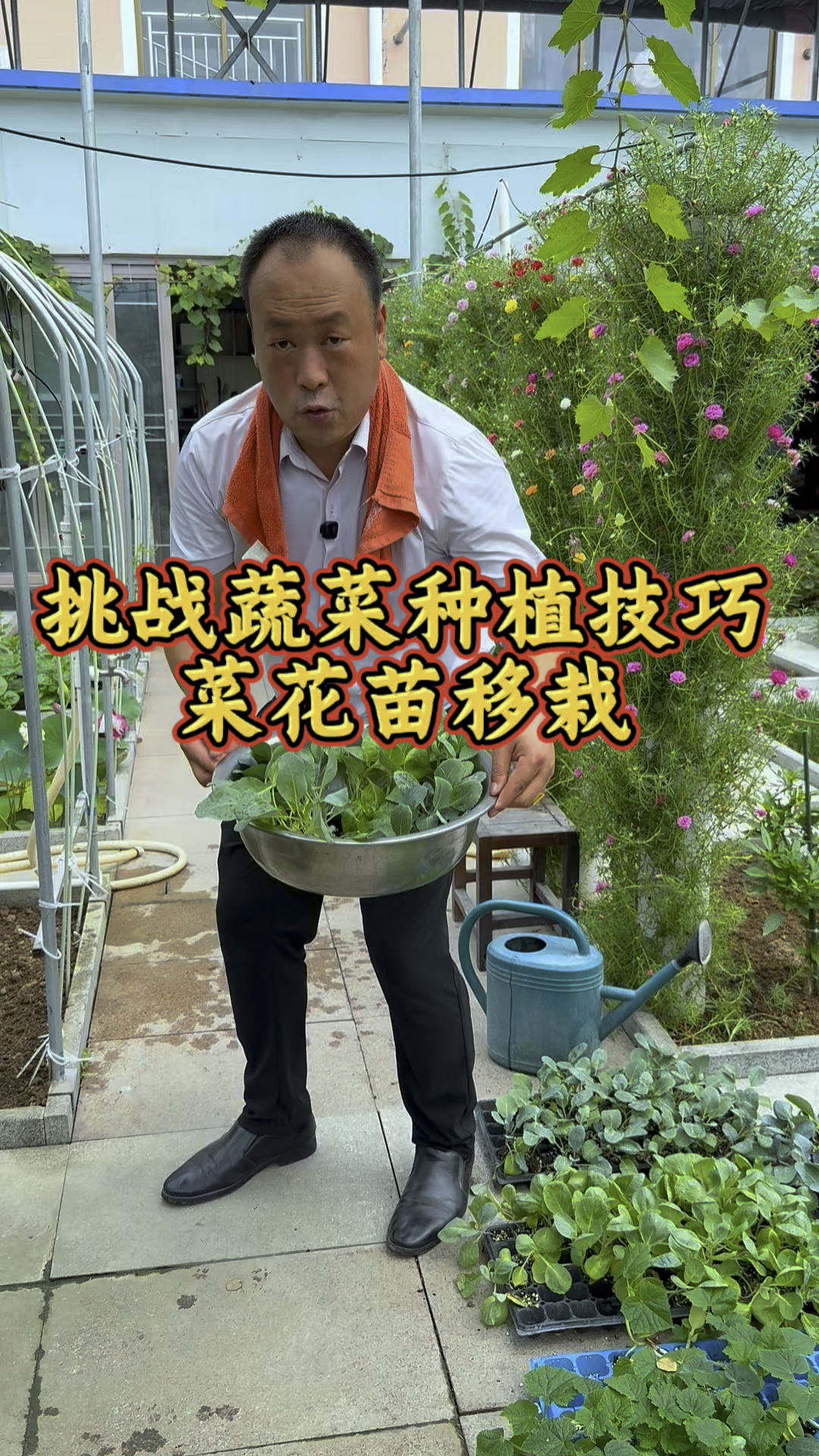 挑战立秋后的蔬菜种植技巧,今天挑战的是花菜苗怎么移栽好!