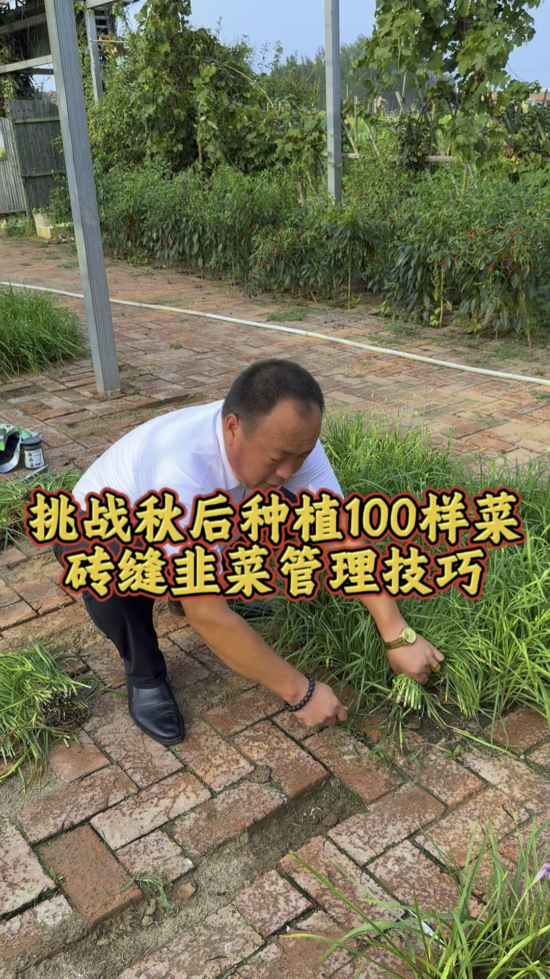 挑战秋后种植100种蔬菜管理技巧,第六种砖缝韭菜,