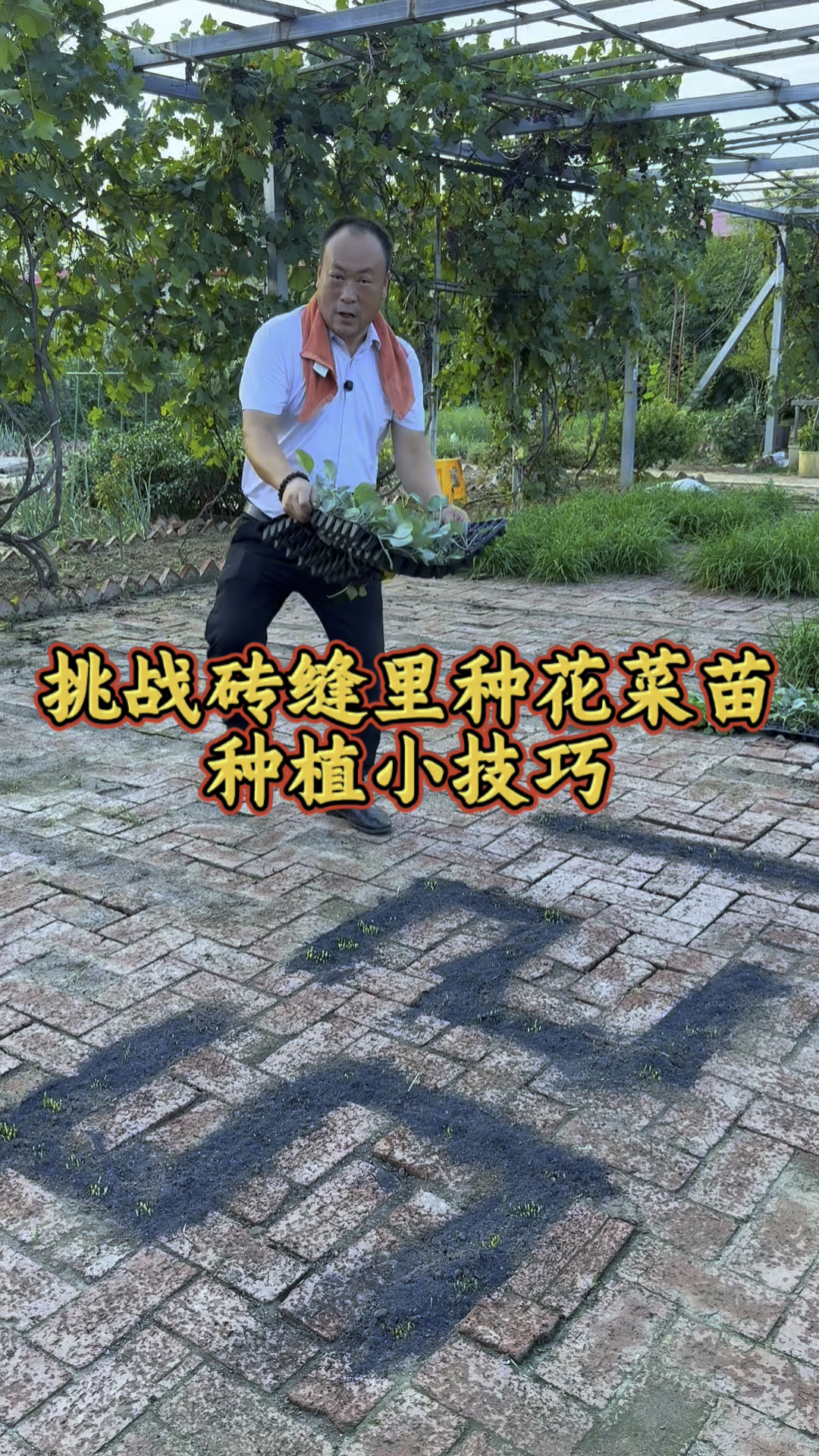 挑战砖缝里种花菜,伏天结束了,花菜苗改栽起来了