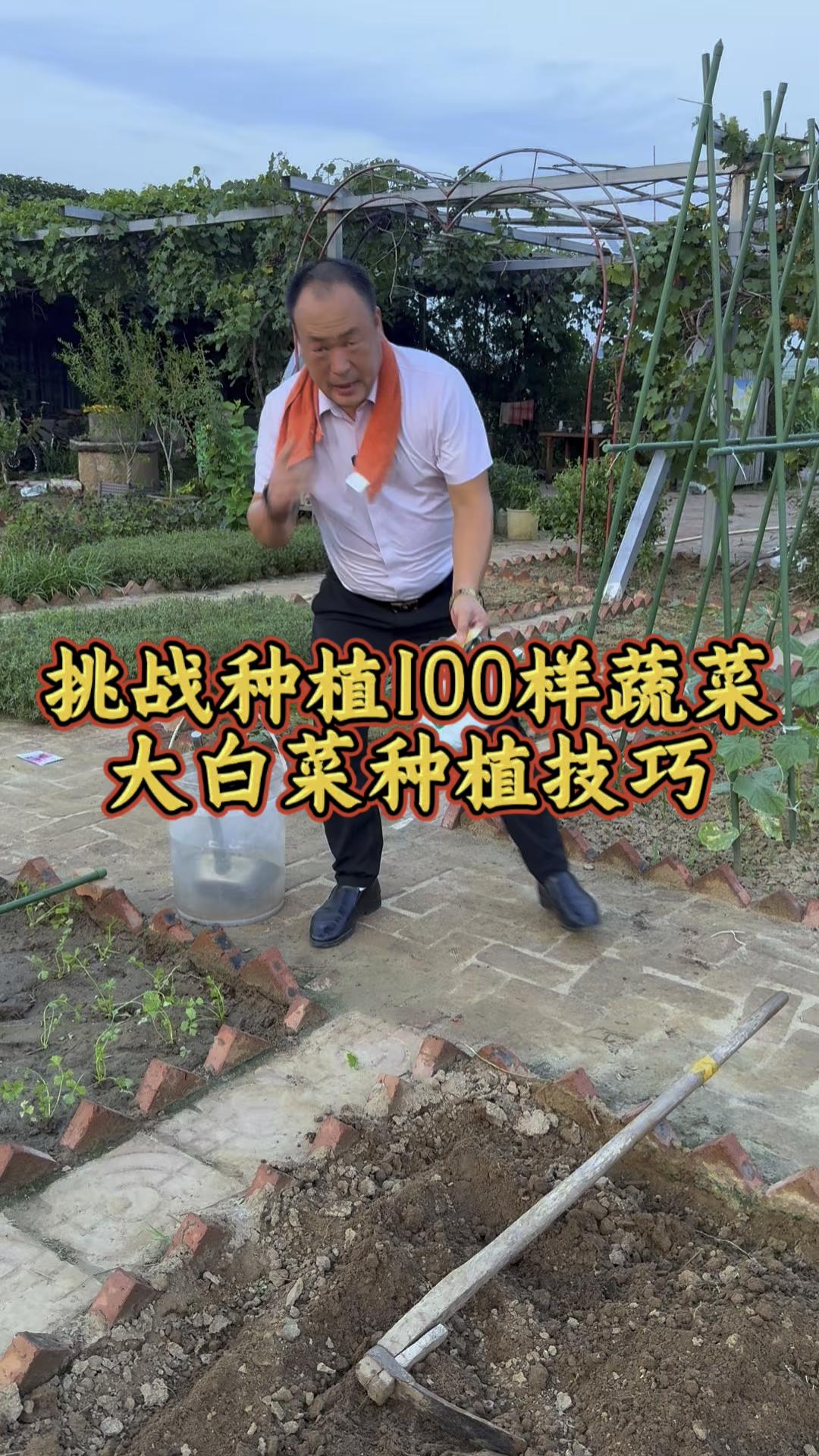 挑战秋后种植100样蔬菜的种植技巧，第八种大白菜，伏天结束了