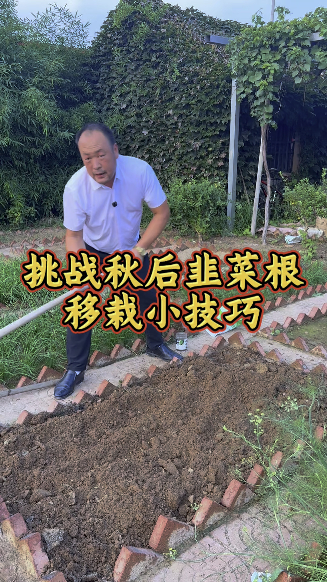 又到了一年一度的移栽韭菜根的最佳季节了，今天挑战韭菜根怎么移