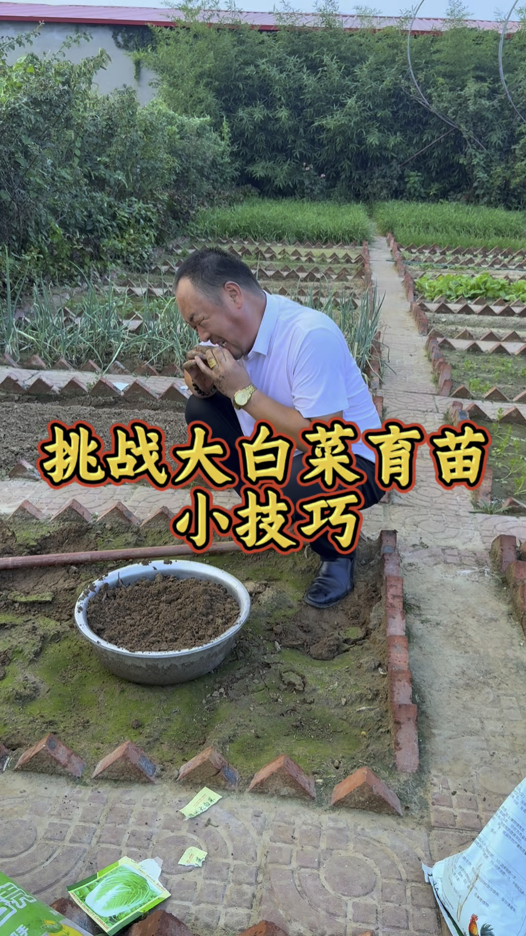 挑战立秋后大白菜怎样育苗，撒播育苗省种子，用不完的下个肉丸子