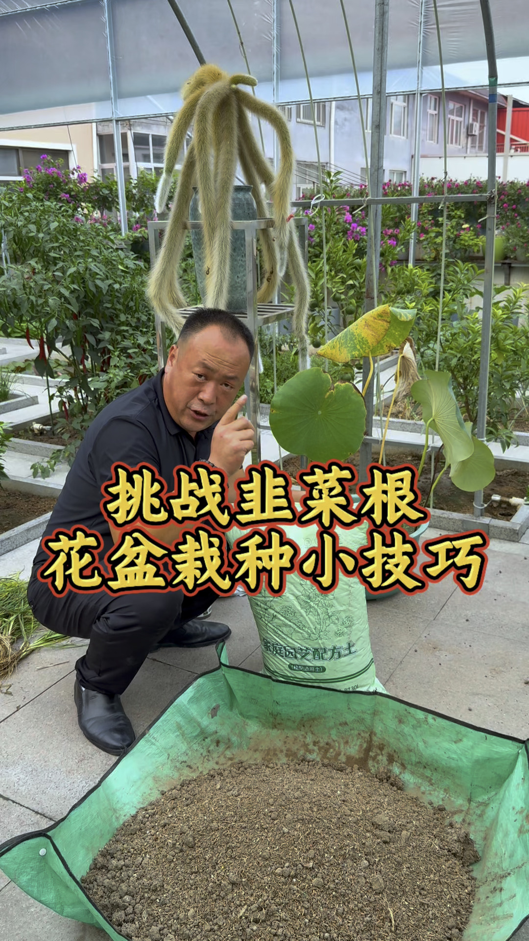 挑战种植箱里怎么栽好韭菜根，注意以下几个种点，种植箱的韭菜