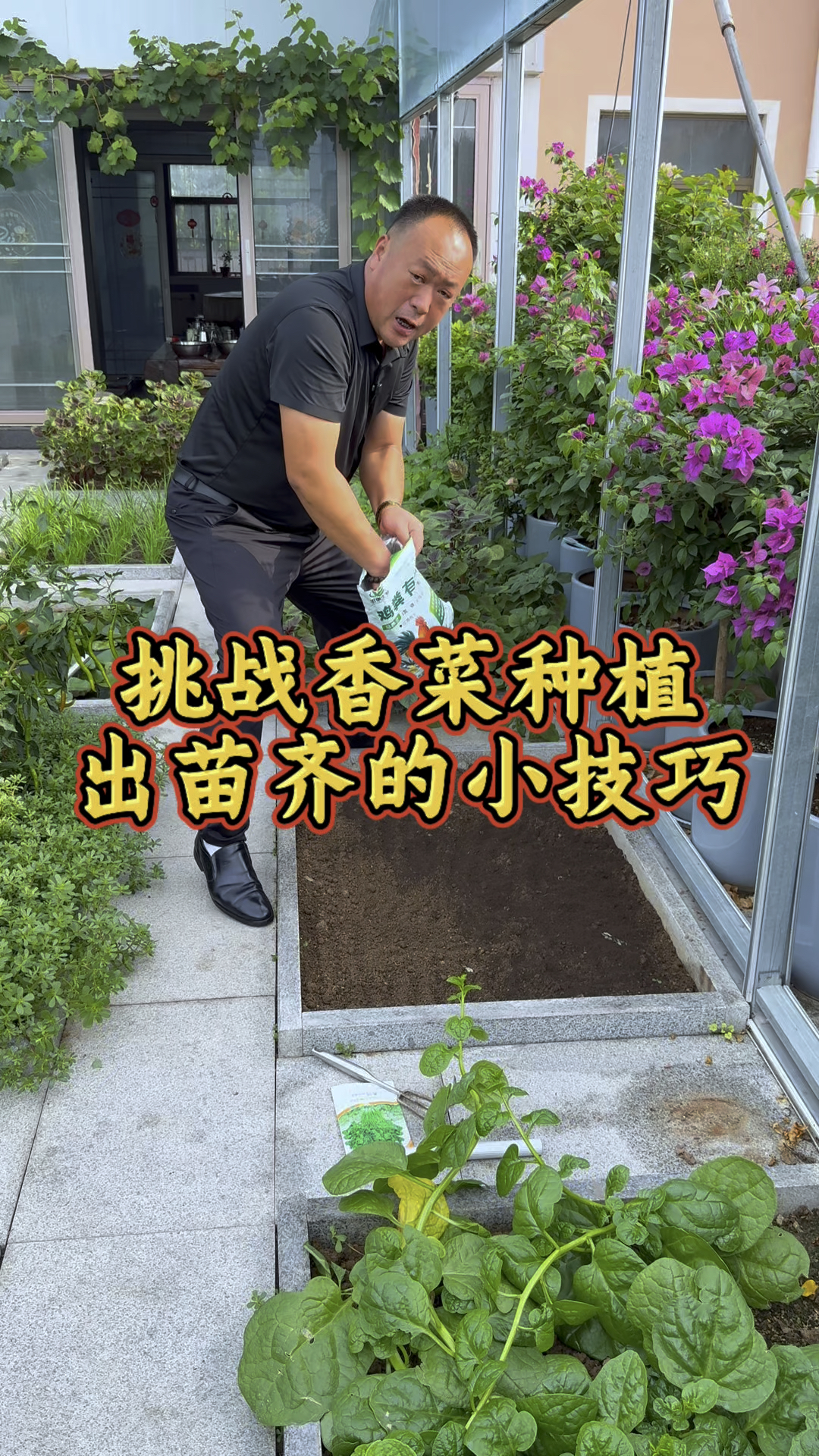 处暑节气到了，香菜可以种起来了，今天挑战香菜种植出苗齐的小技