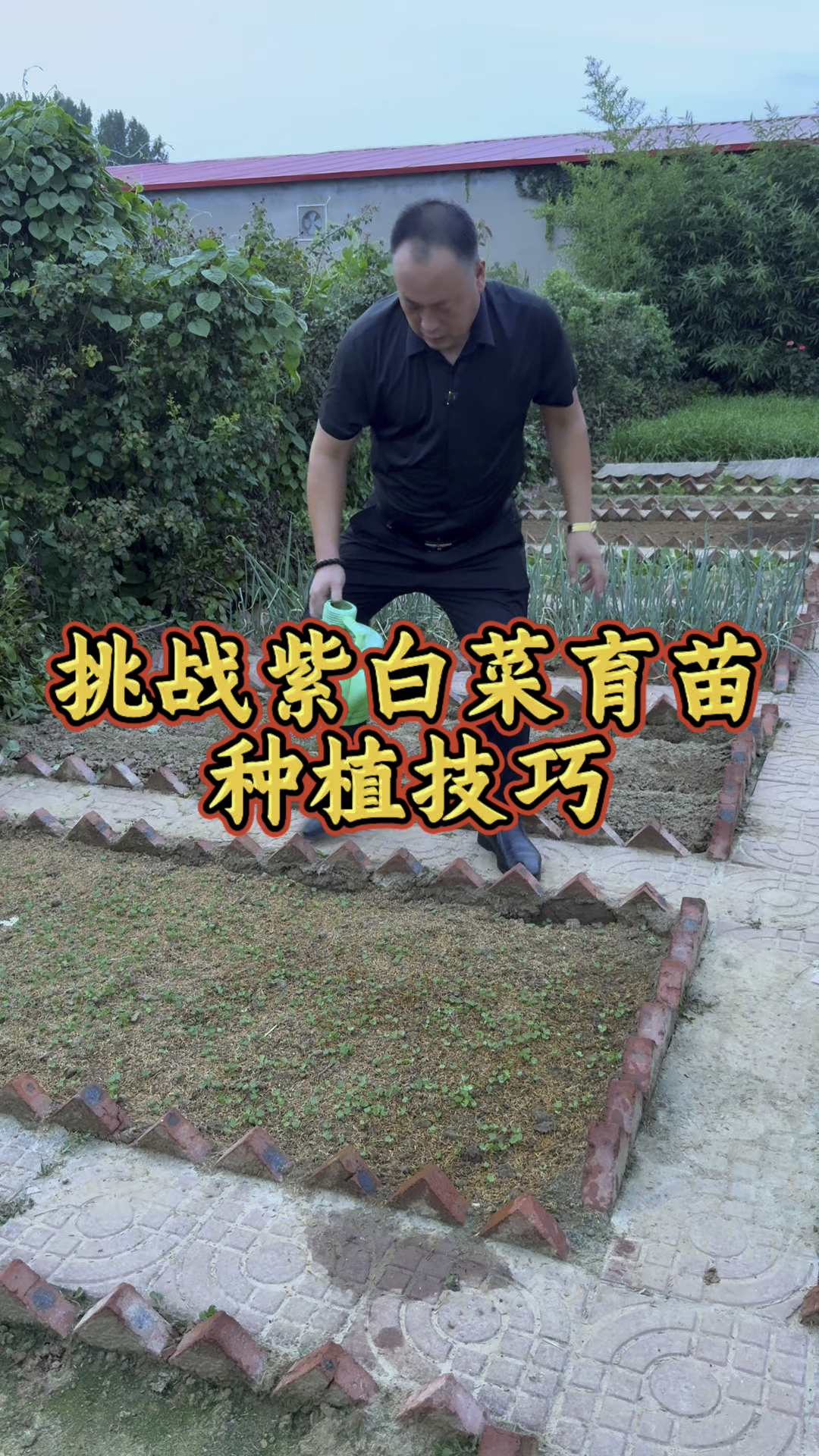 挑战紫白菜苗怎么育出苗齐, #助农帮帮团 #新农人挑战
