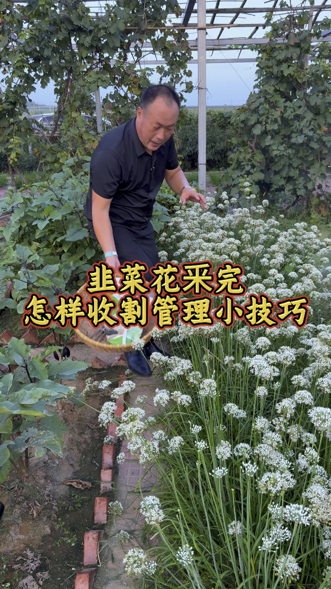 韭菜花釆完,及时管理好,八月里又鲜又嫩的韭菜又吃到了!