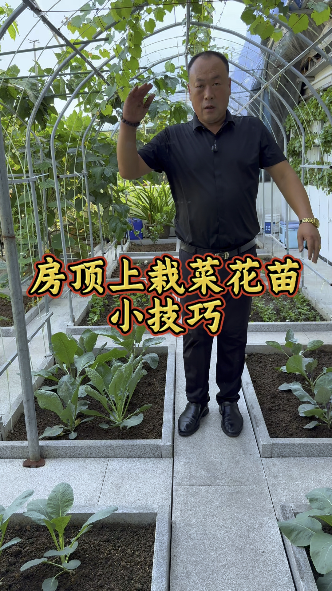 房顶上种菜花见过没有!今天种上两种花菜,有紫色的和黄色的!