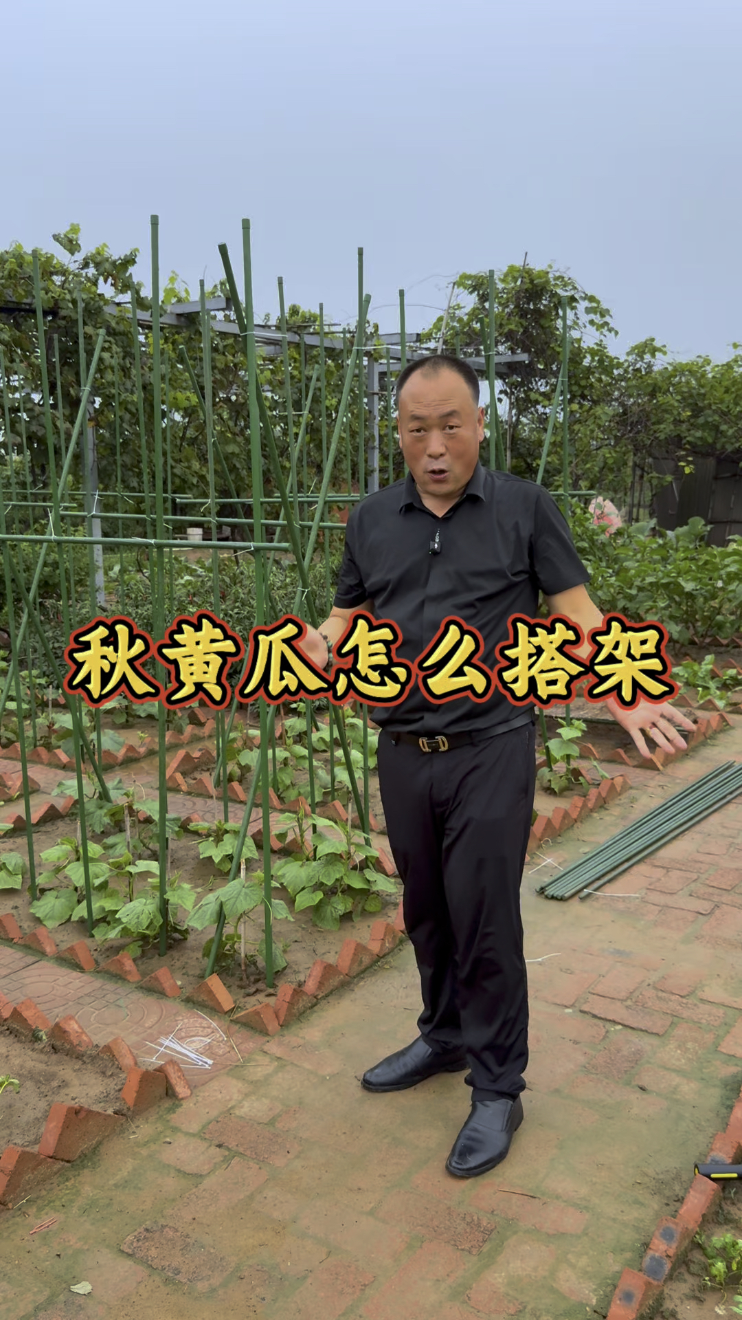 秋天的黄瓜格外鲜,该上架了,给它搭上黄瓜架! #幸福乡村丰收季